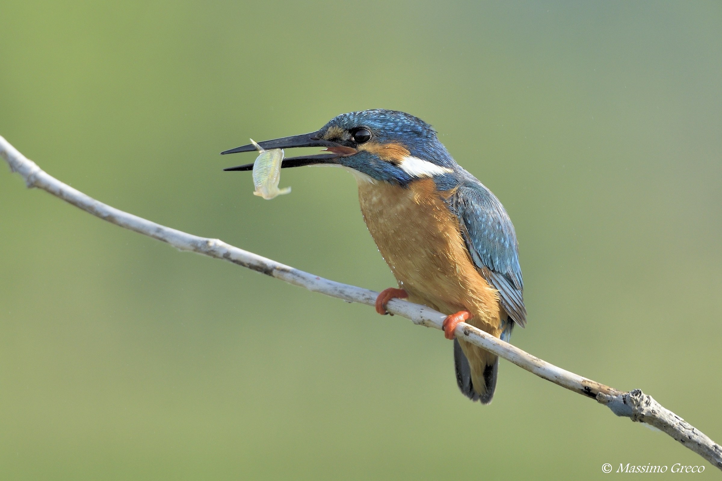 Maschio di Martin pescatore