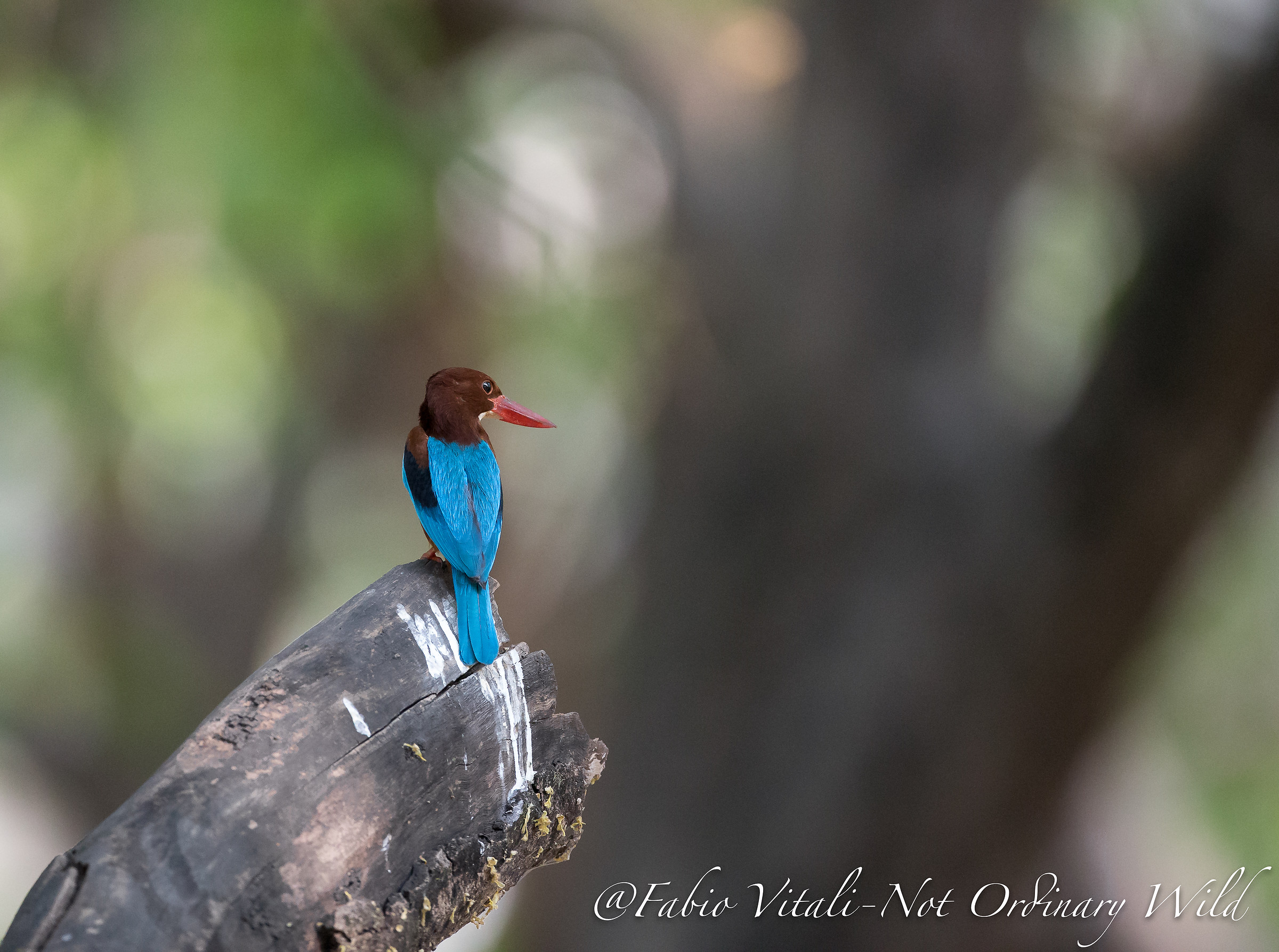 White Throated Kingfisher