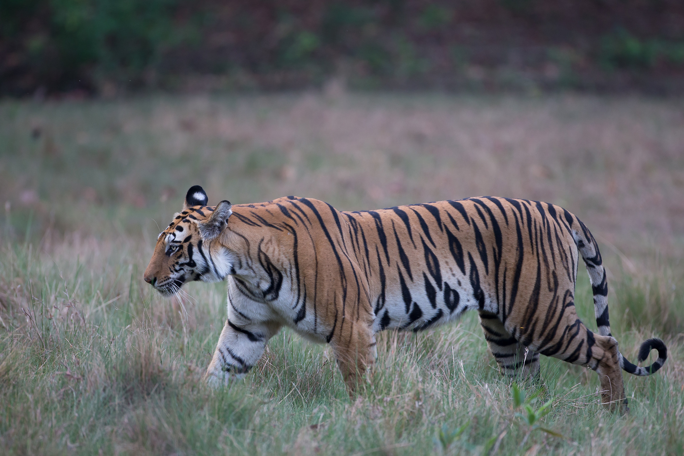 Bengal Tiger on the move
