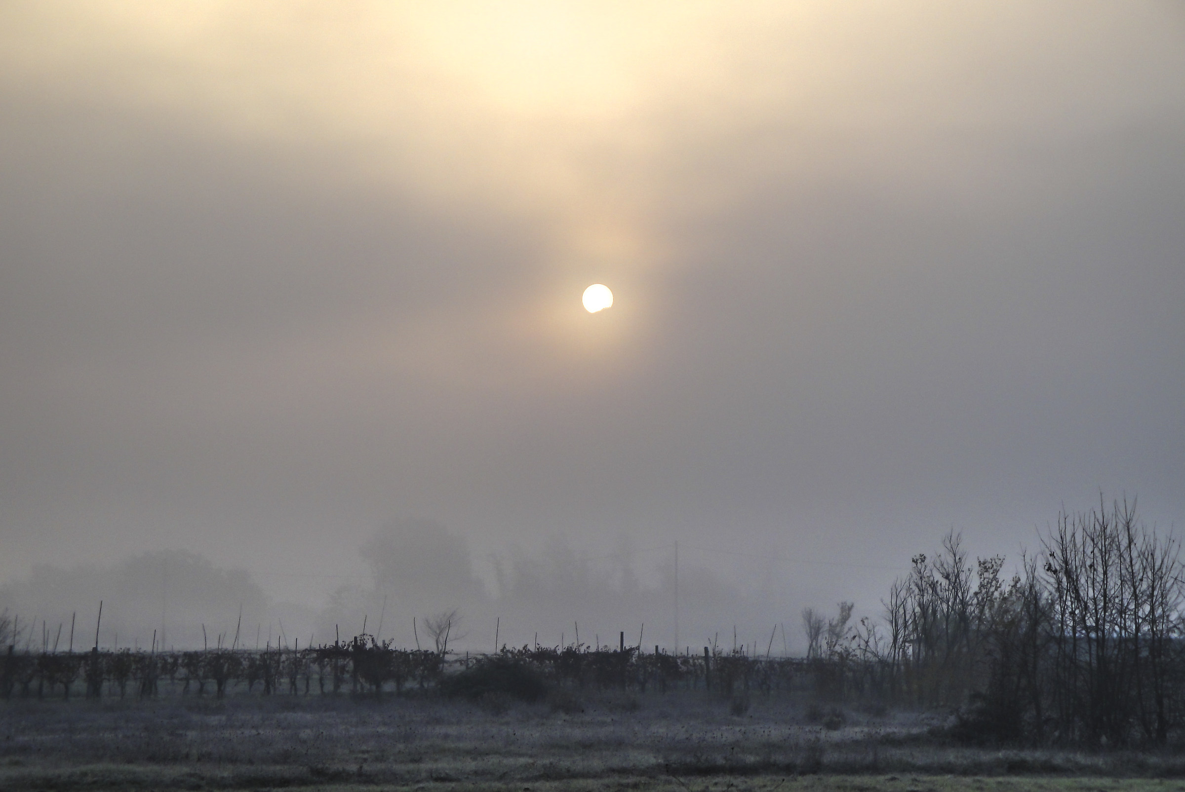 Il Sole, la Nebbia e il Vigneto.