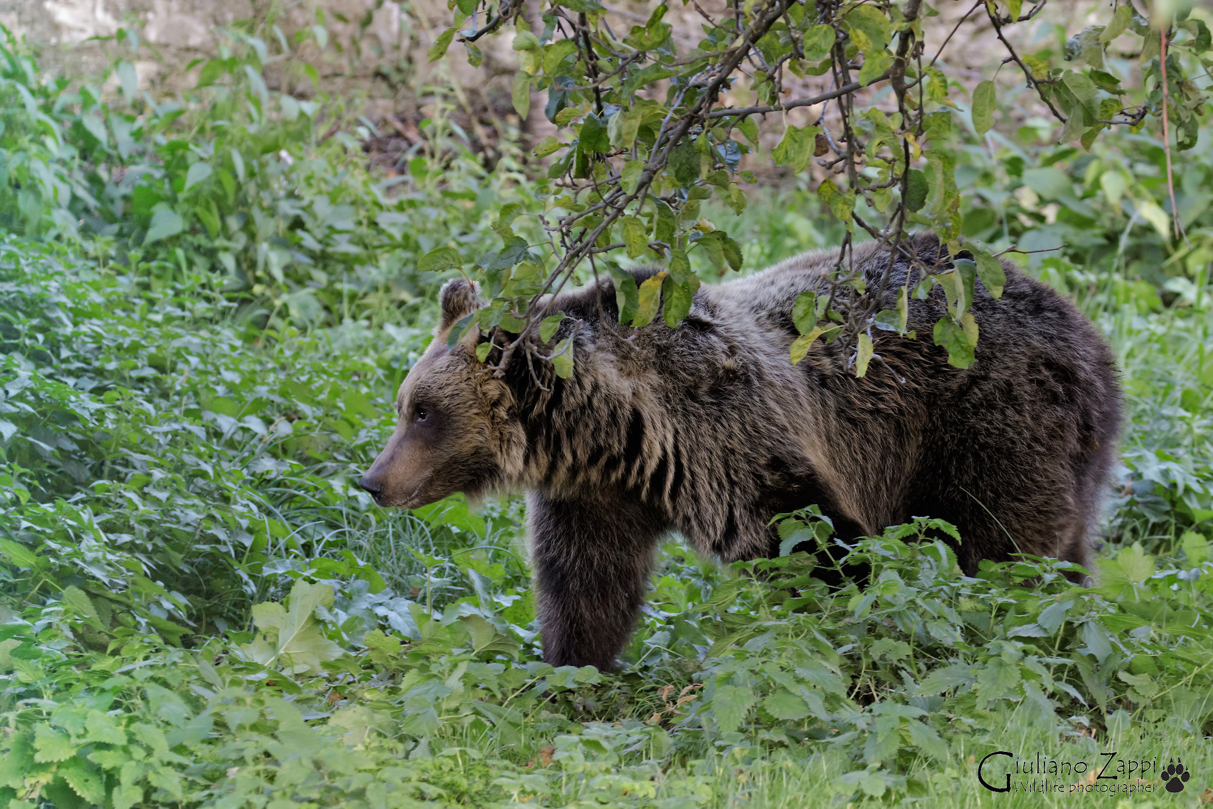 Brown bear marching