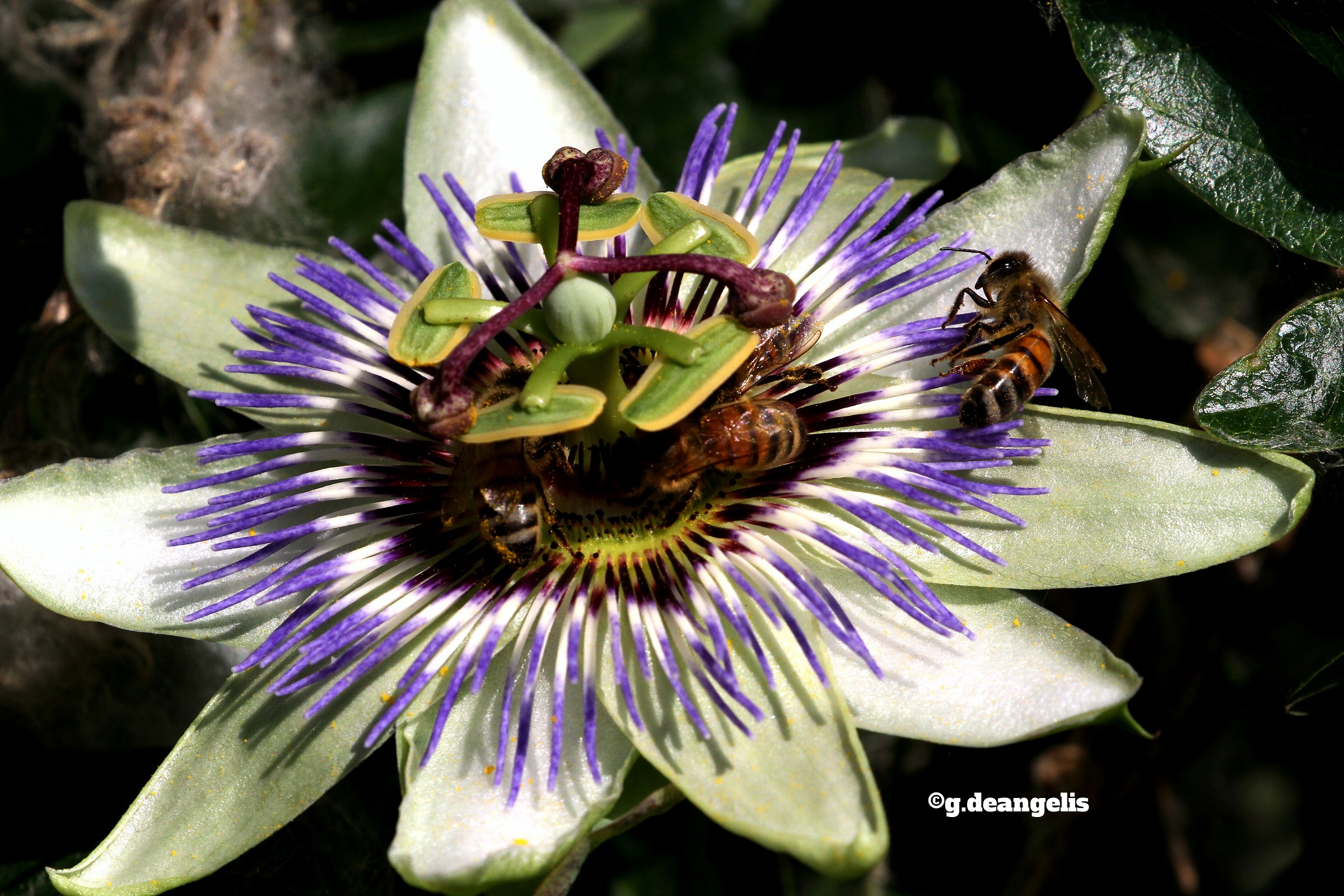 Passiflora with bees