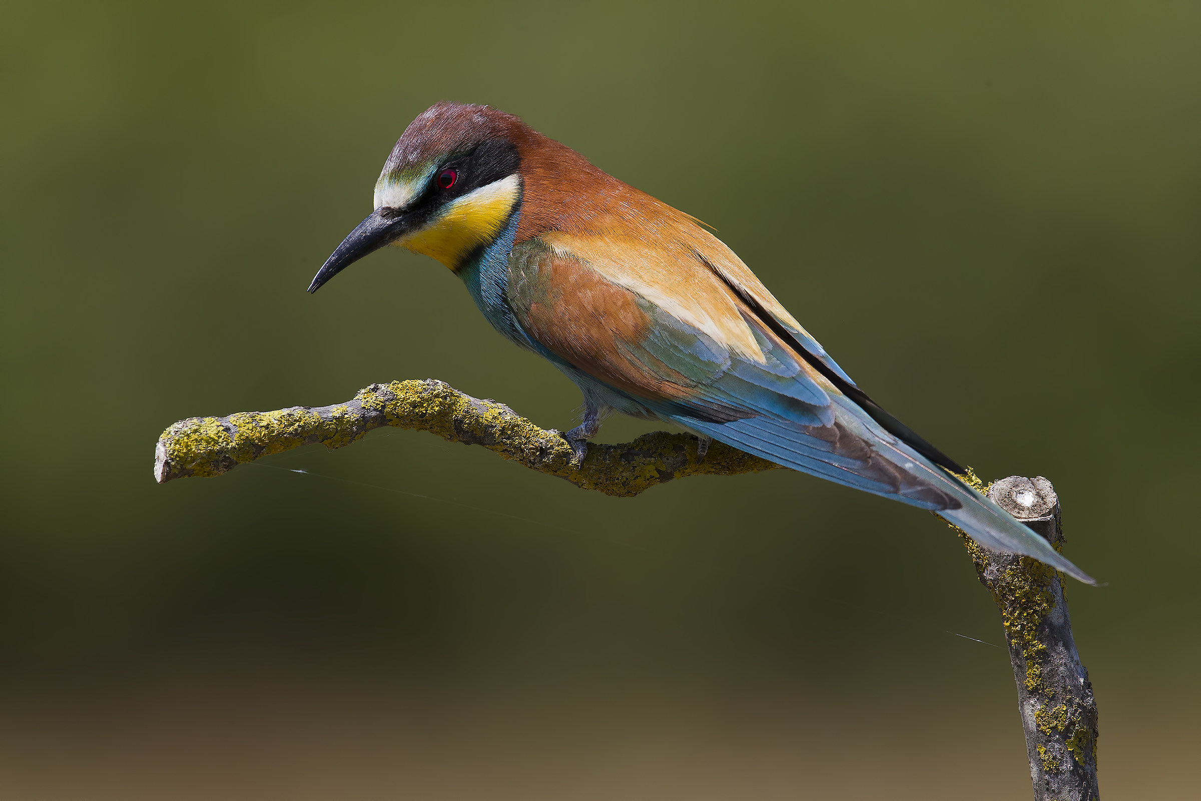 Bee eater