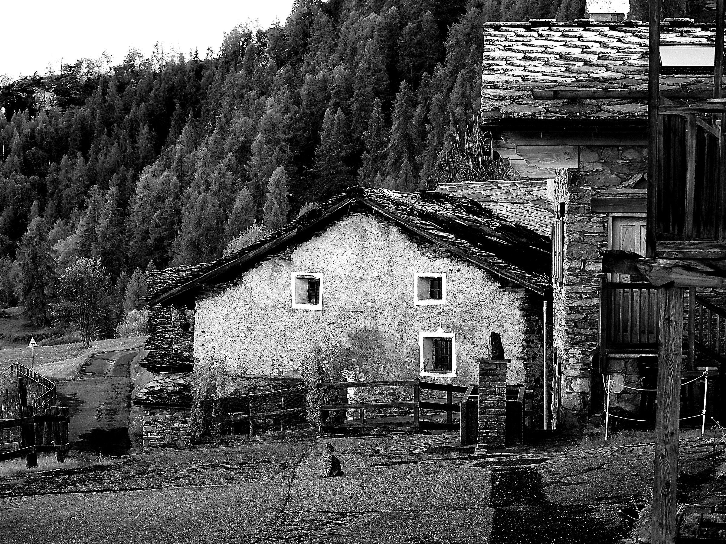 I miss a dog ...... but there is a cat