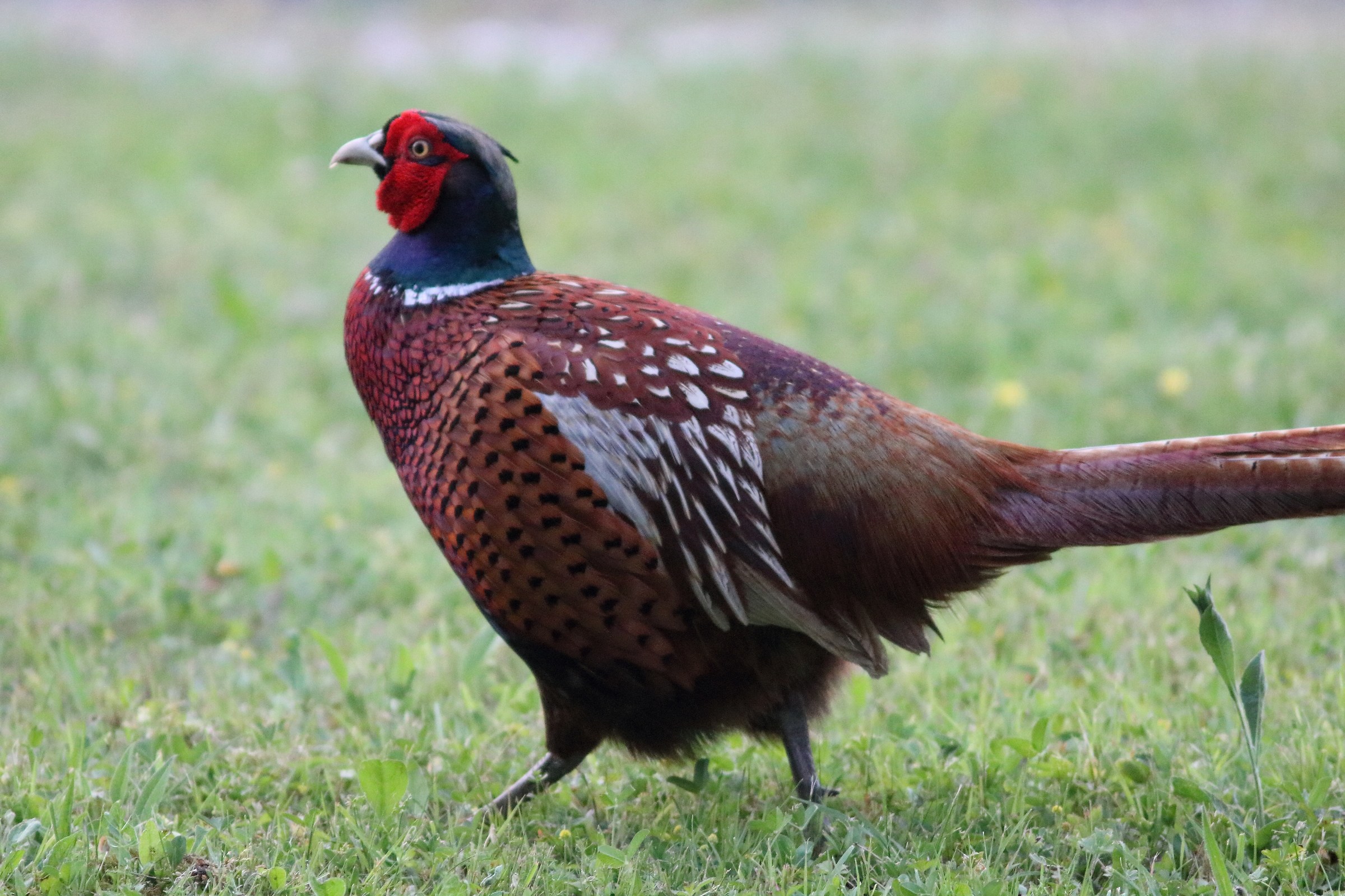 pheasant