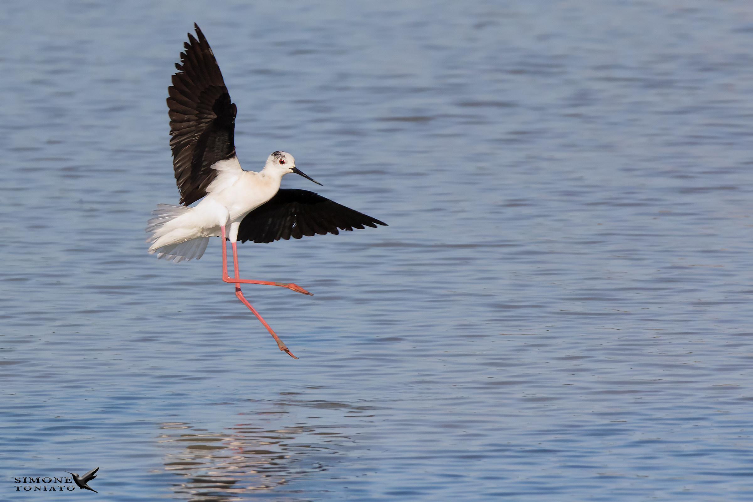 il "voletto". Cavaliere d'Italia
