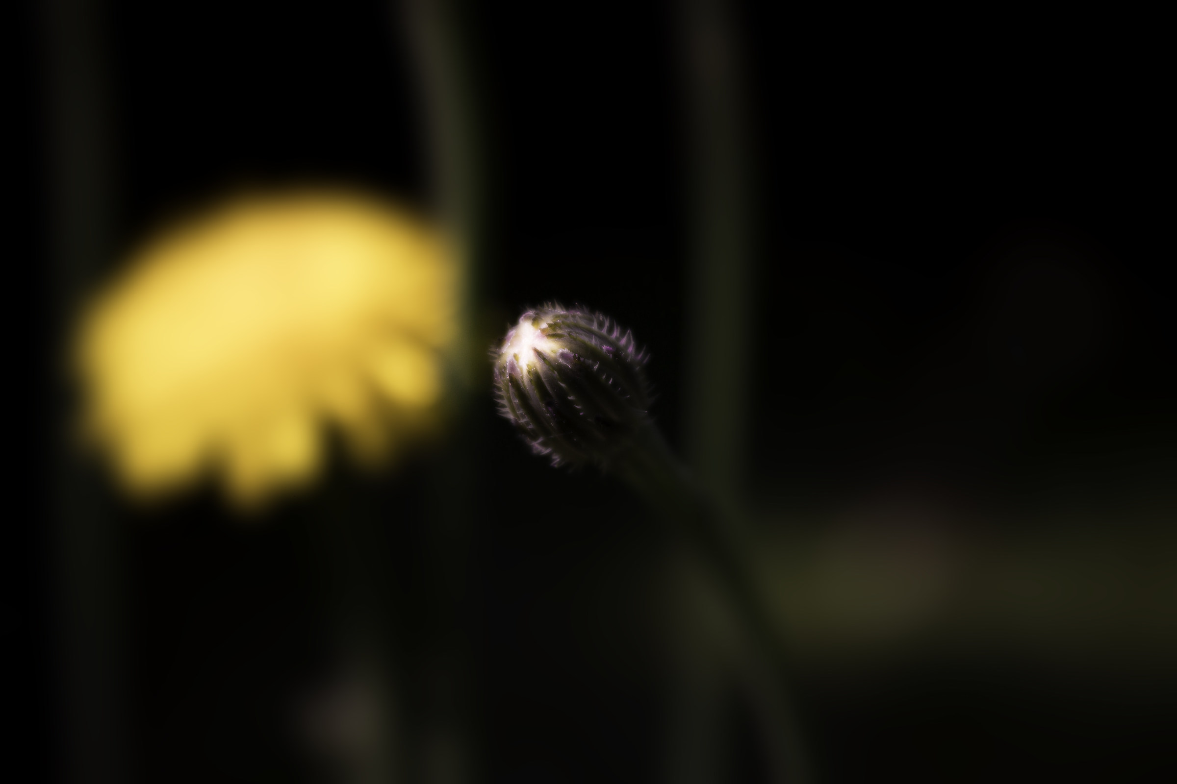 Taraxacum Officinale I