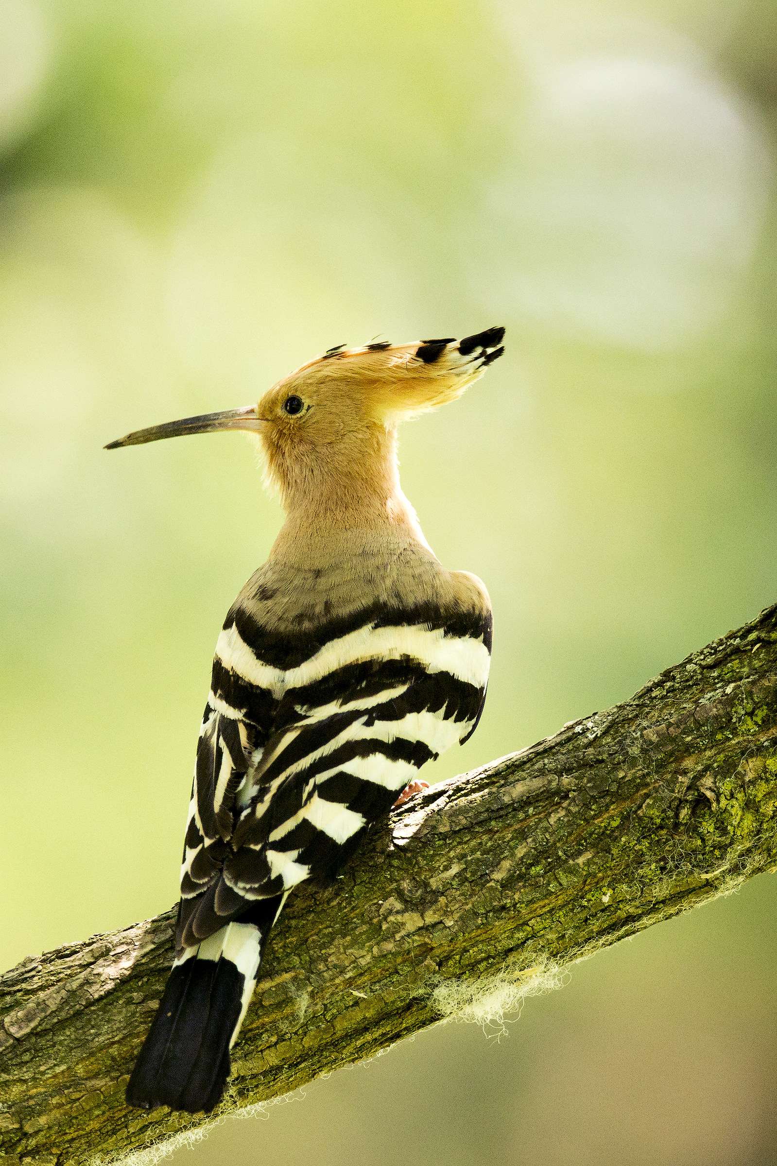 Hoopoe