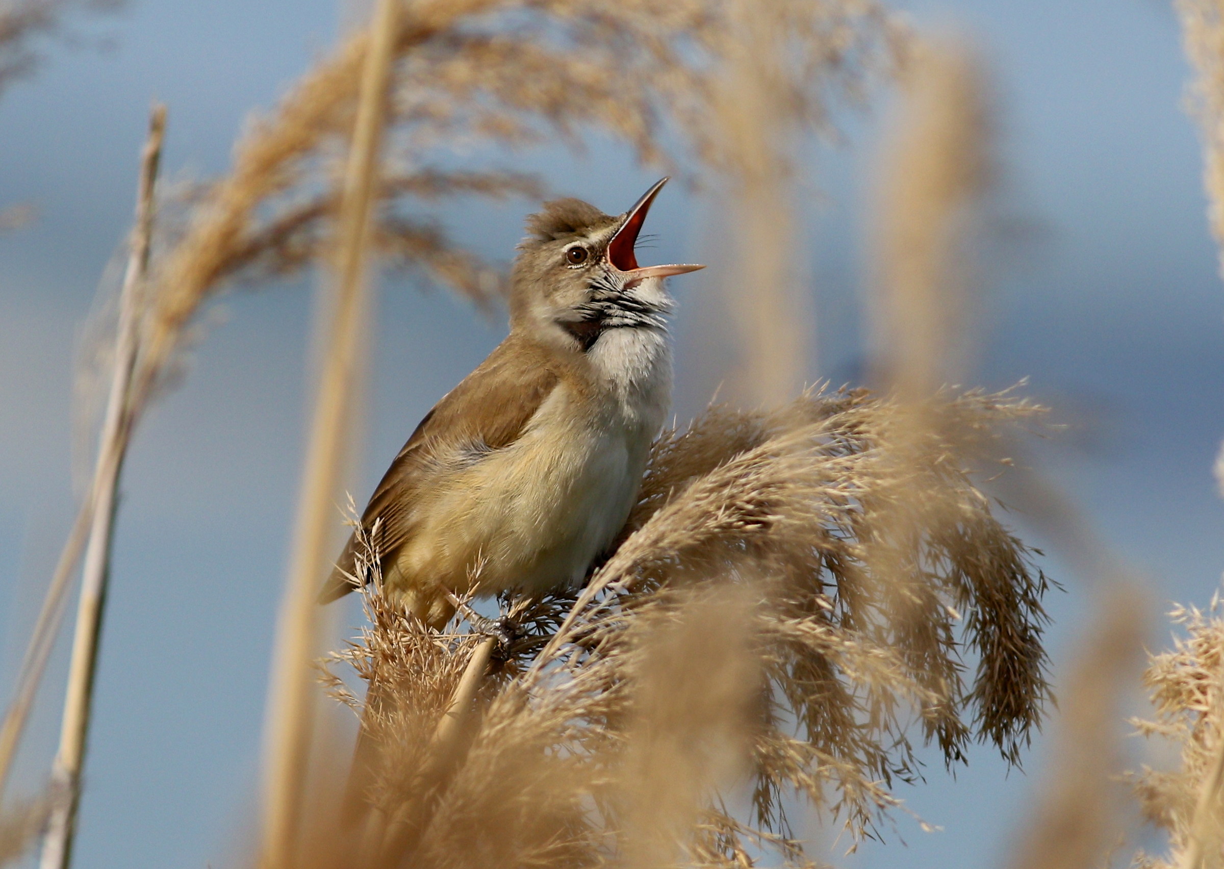 Cannariccione Squarciagola