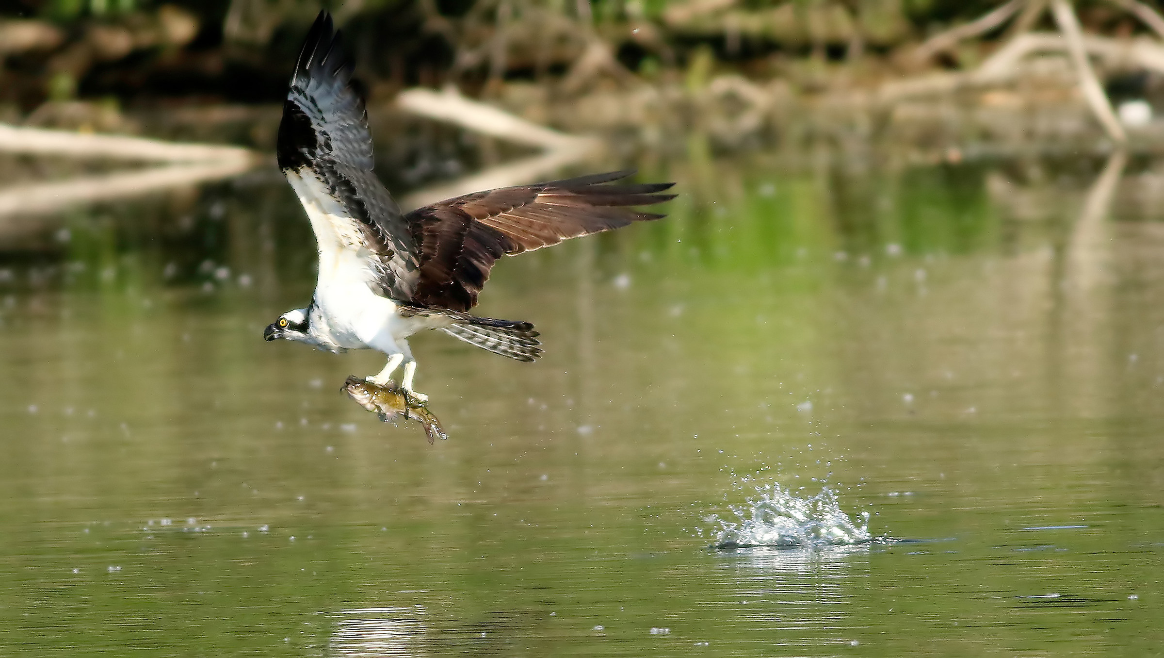 Mangiare sulla corsa