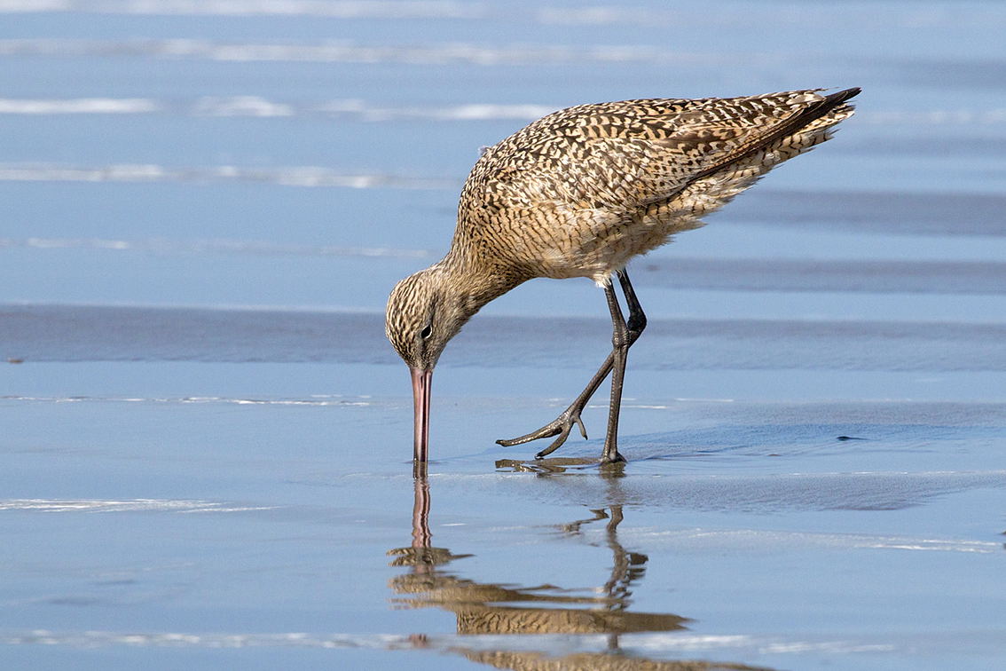 Pittima Marmoreggiata