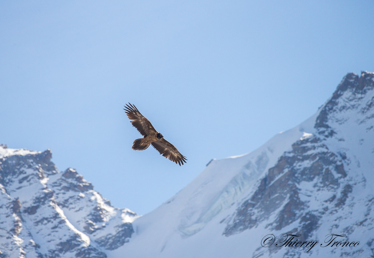 giovane gipeto ambientato