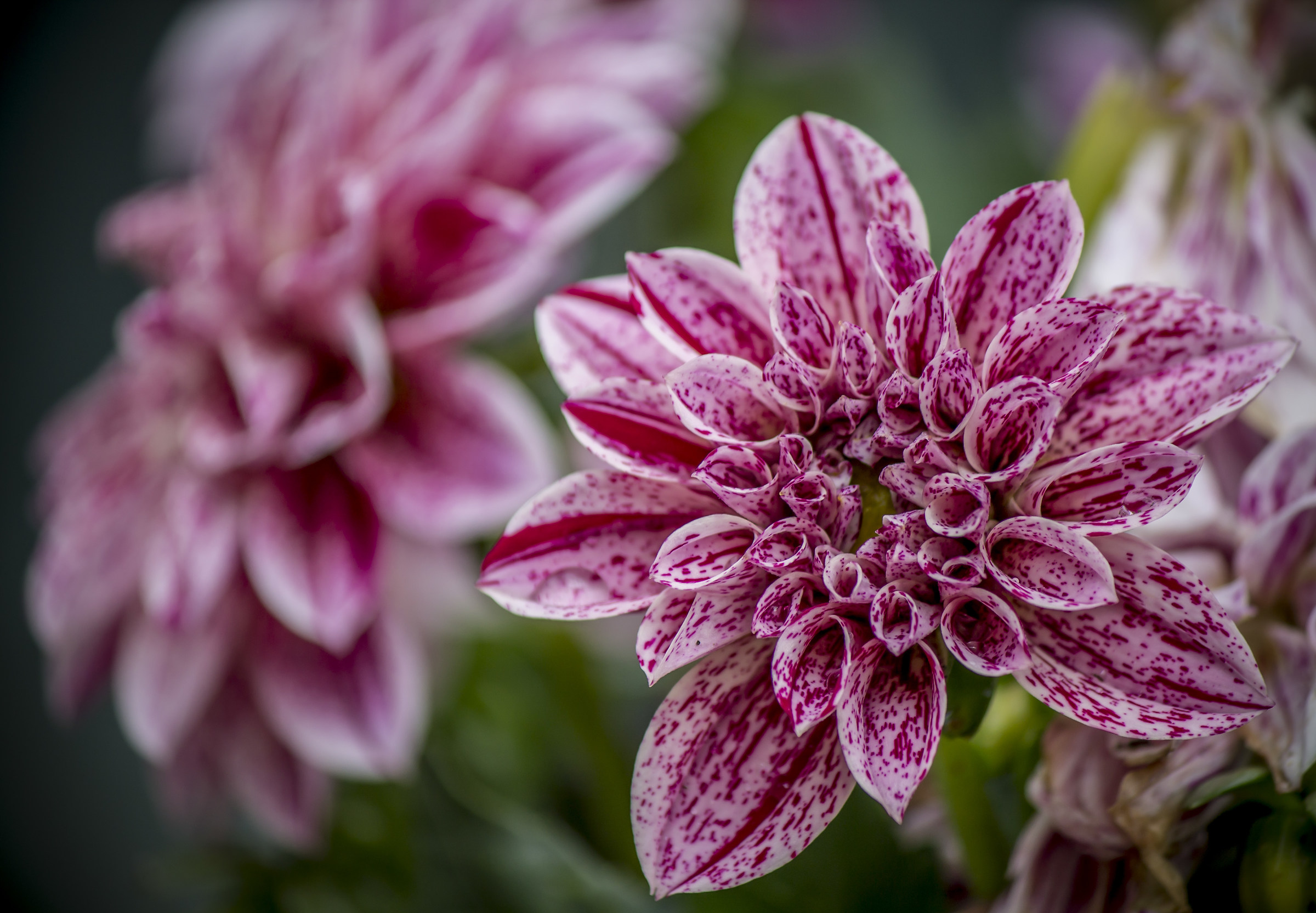 In the garden of the house