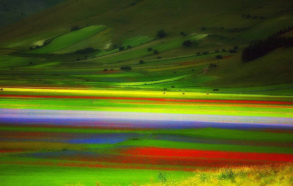 Flowering at Castelluccio di Norcia