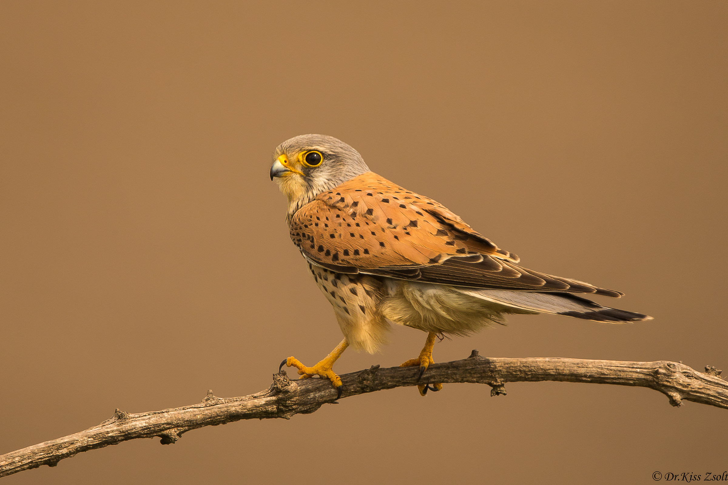 Appollaiare il gattino