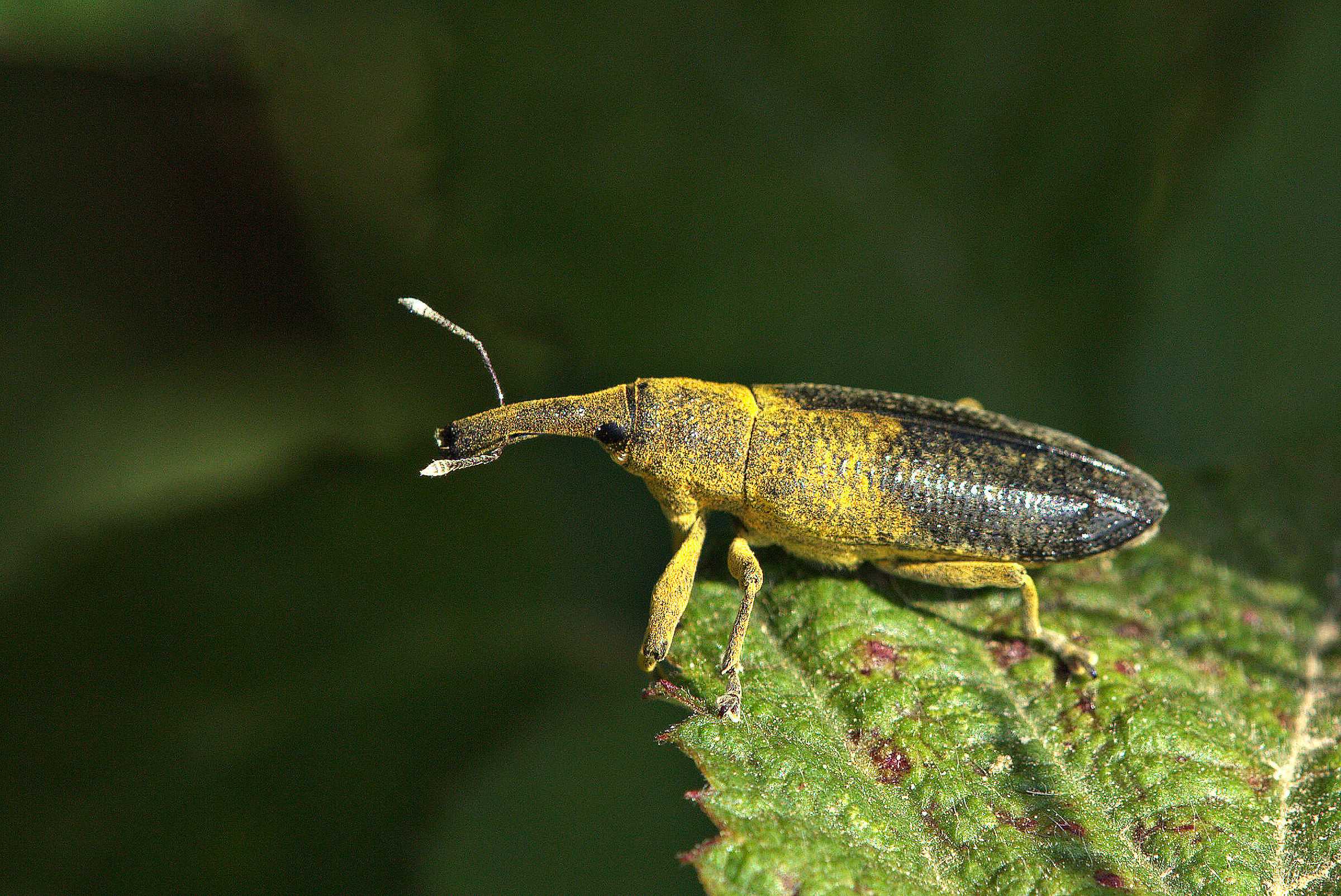 Lixus pulverulentus Scopoli, 1763