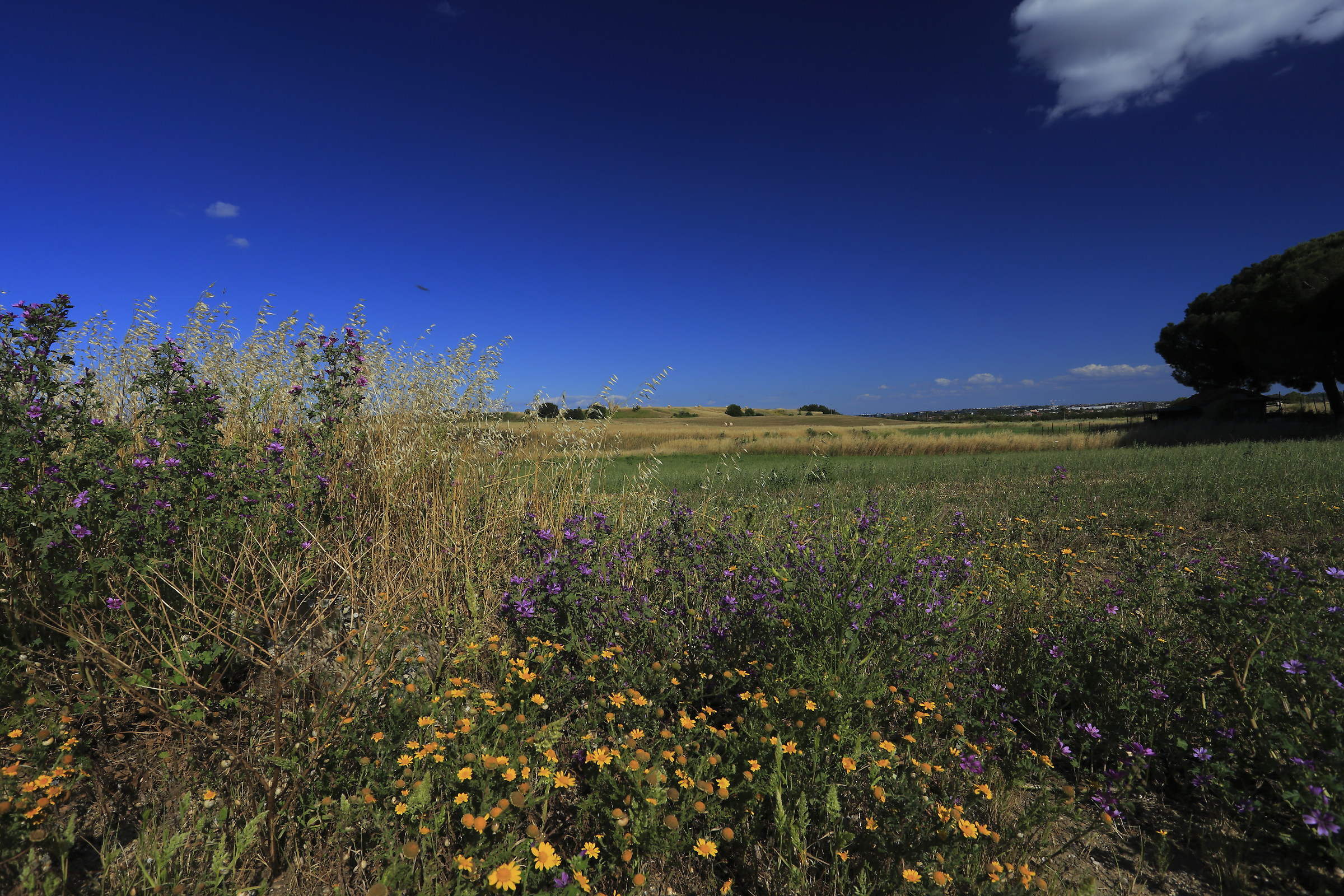 Fiori di campo di volo