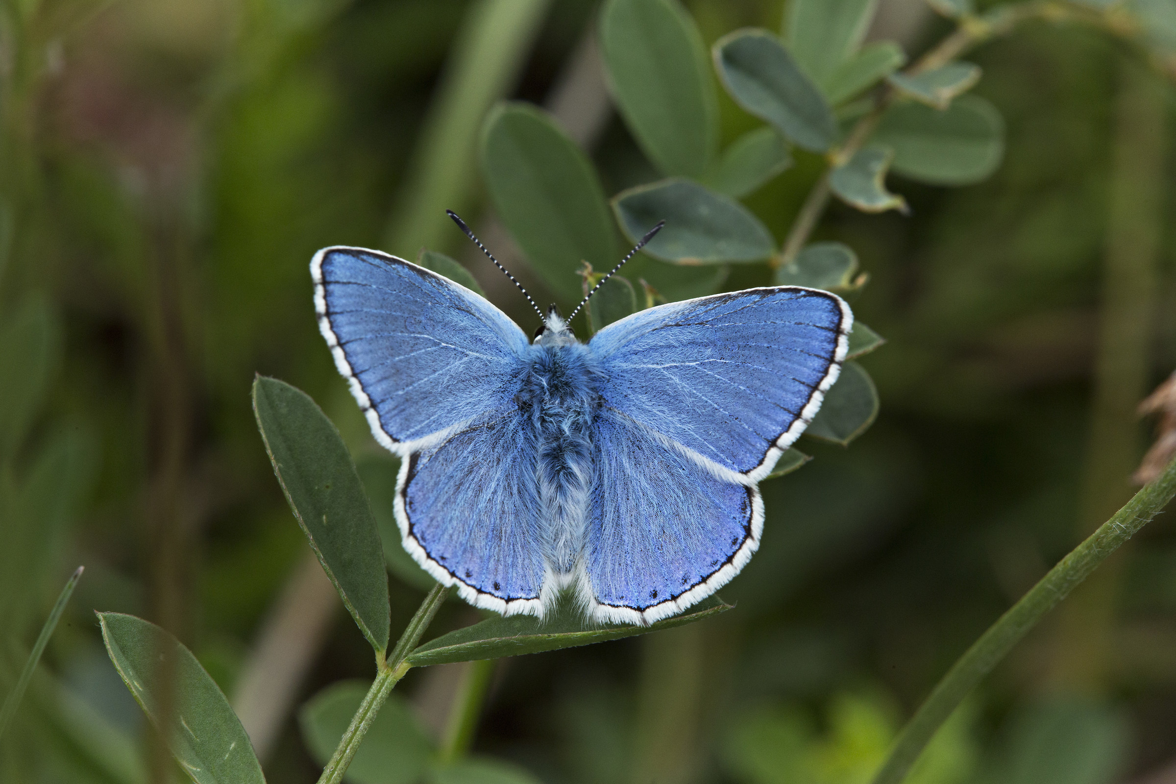 Polyammatus (Lysandra) bellargus Denis e Schiffermuller