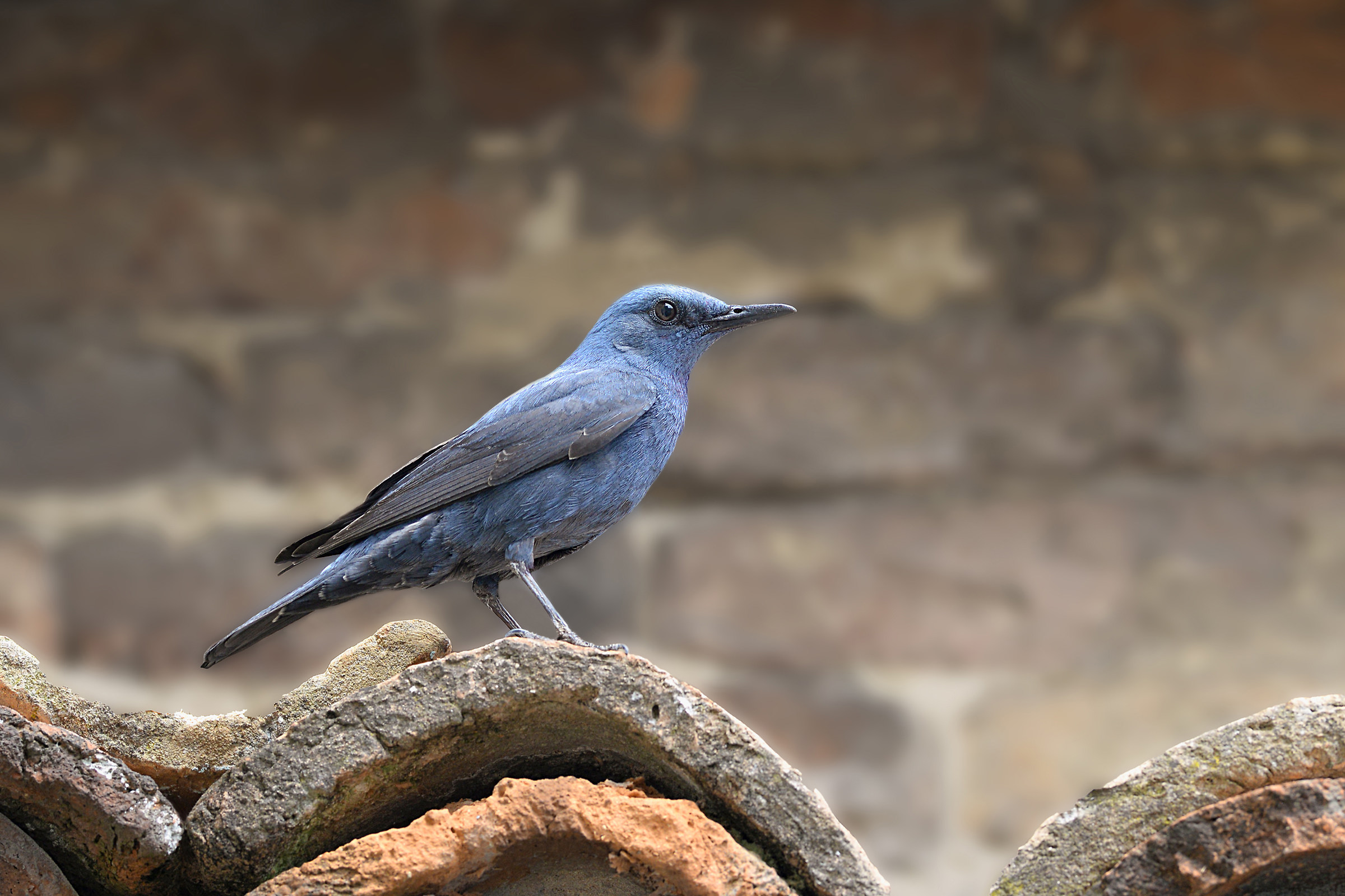 Storie di piume  ( Passero solitario )