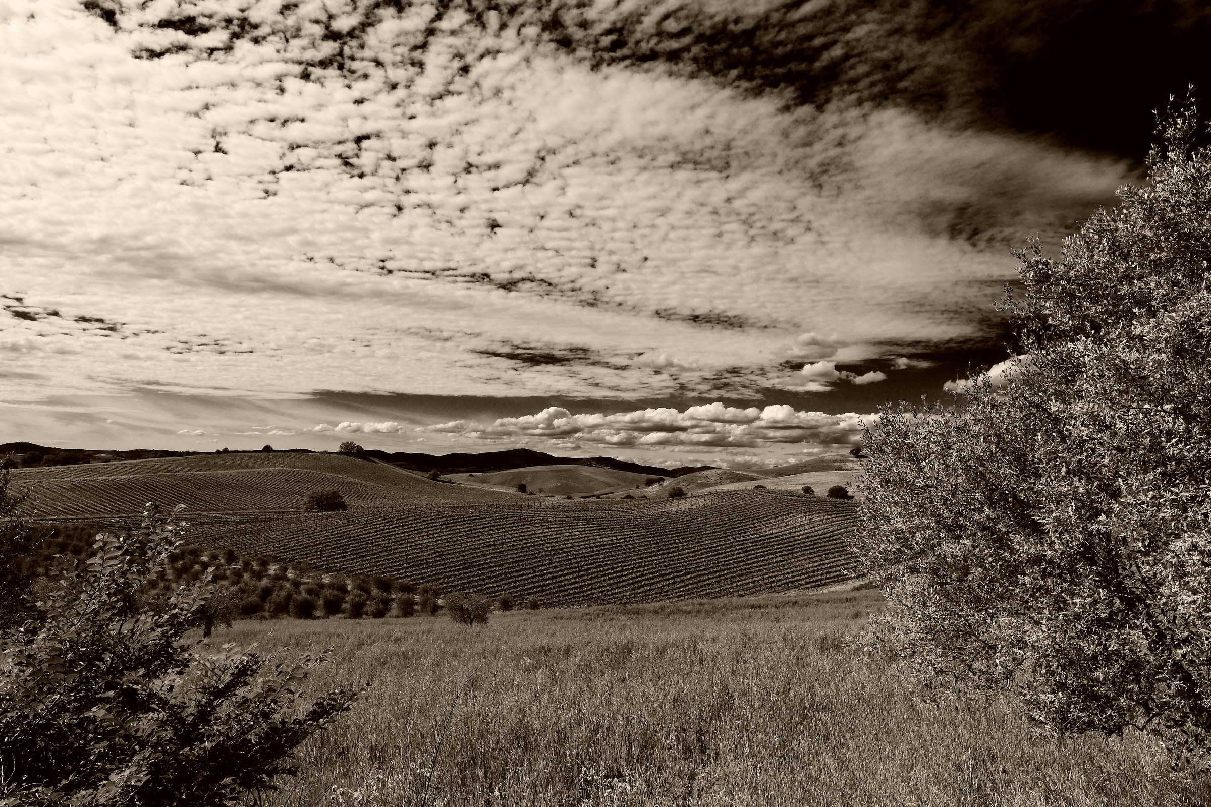 Infrared landscape