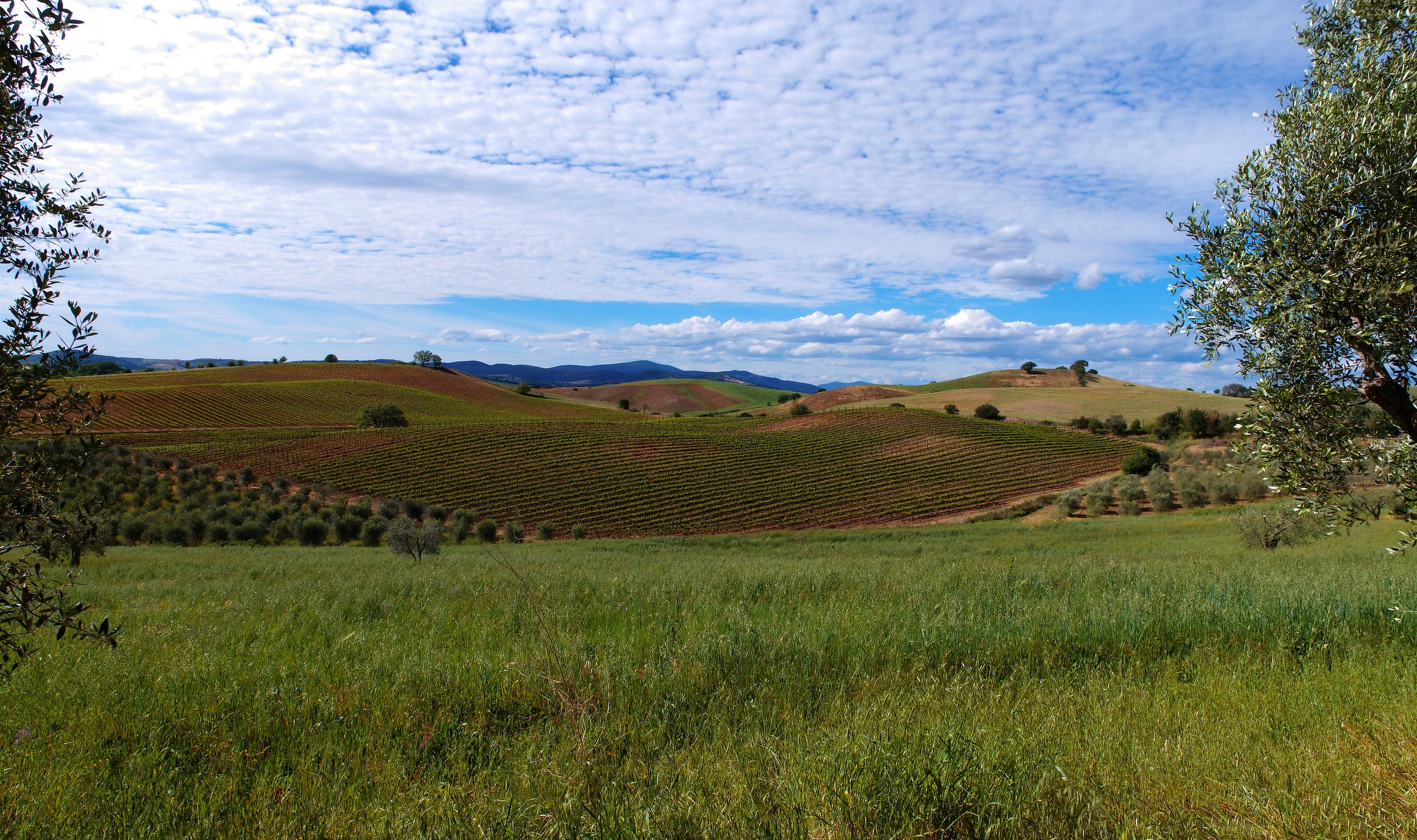 Hills of the media maremma