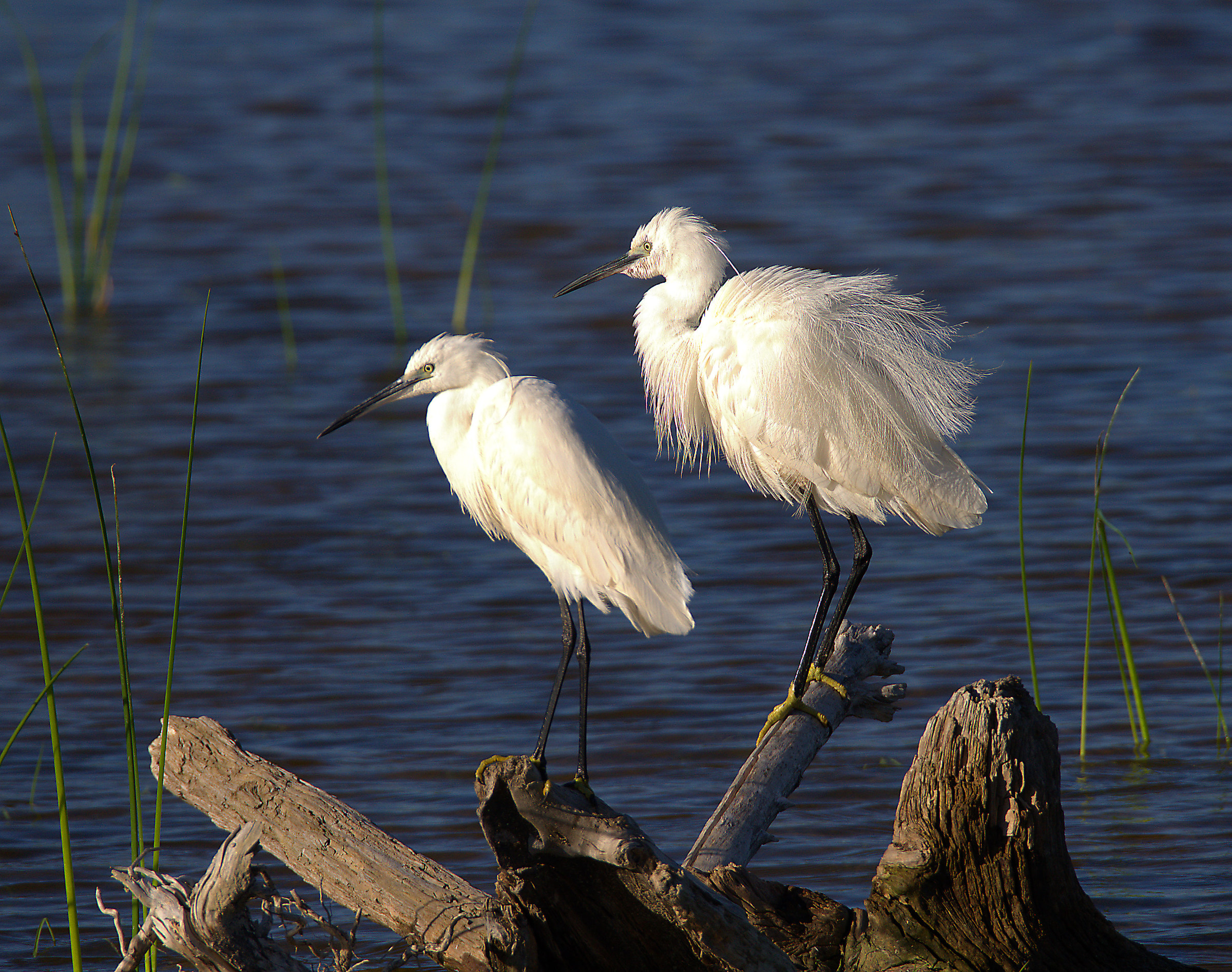 Egret