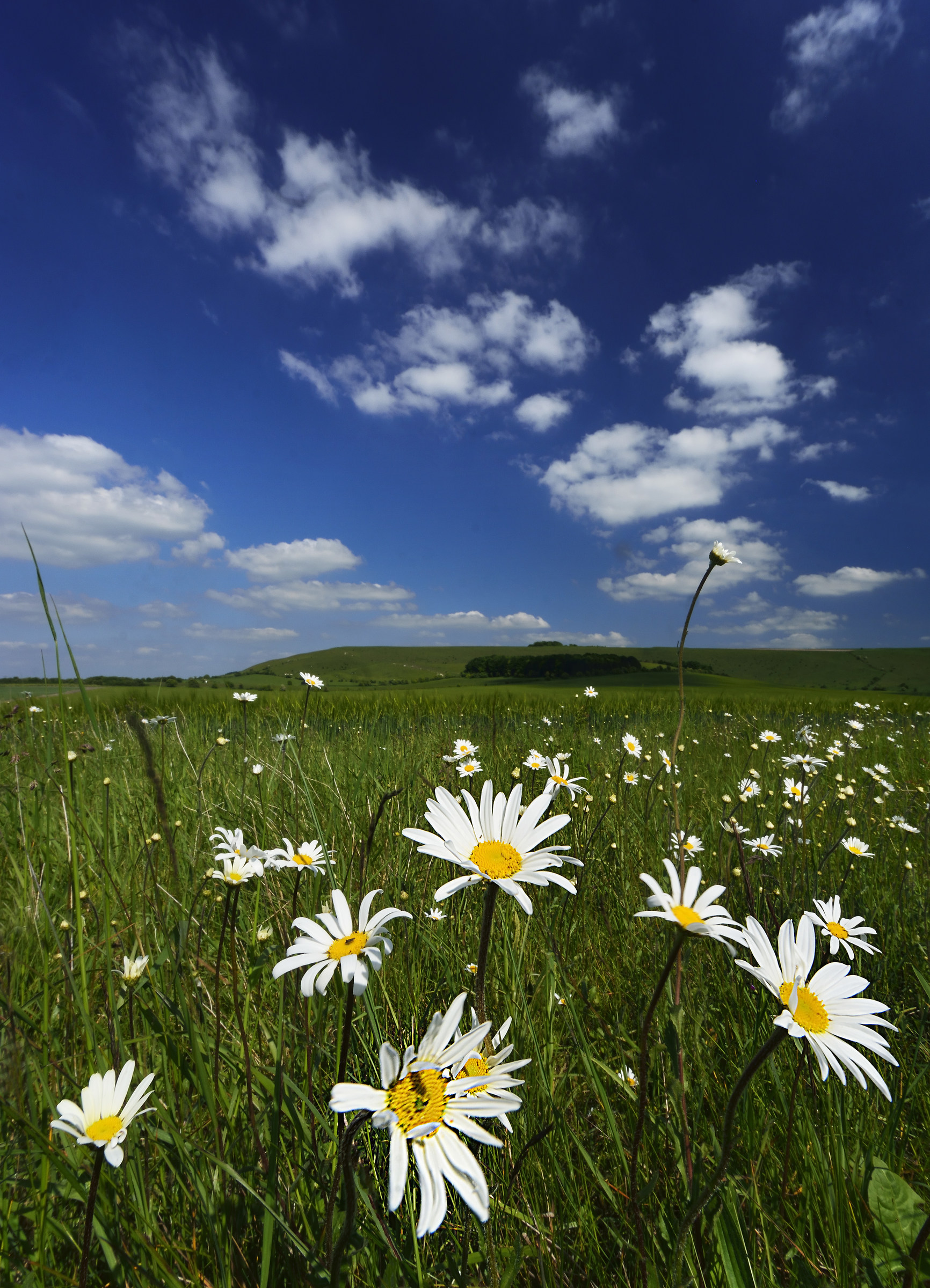 Questa è l'Inghilterra!