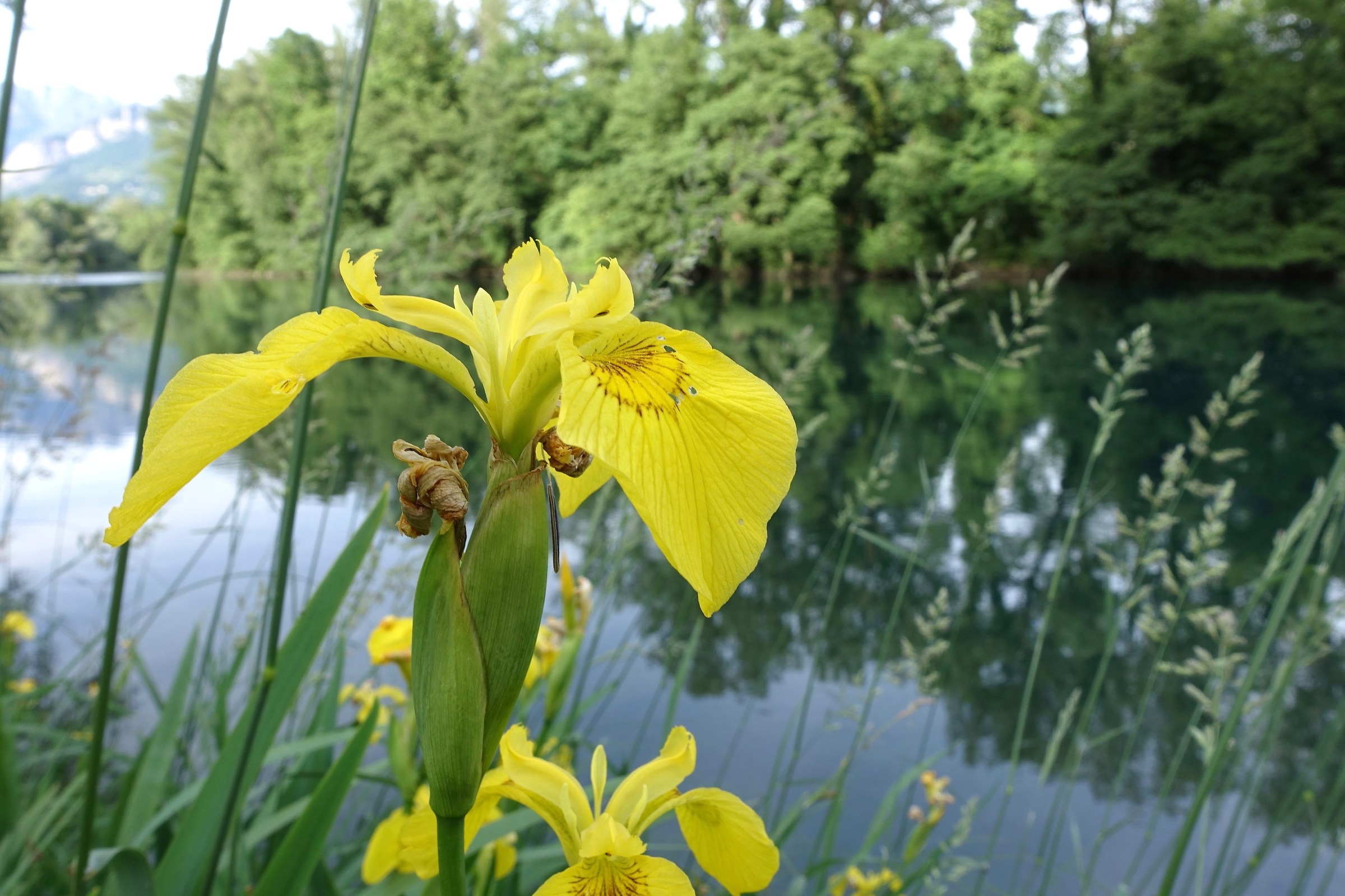 Iris di fiume 2