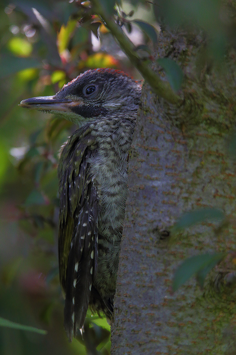 First green woodpecker