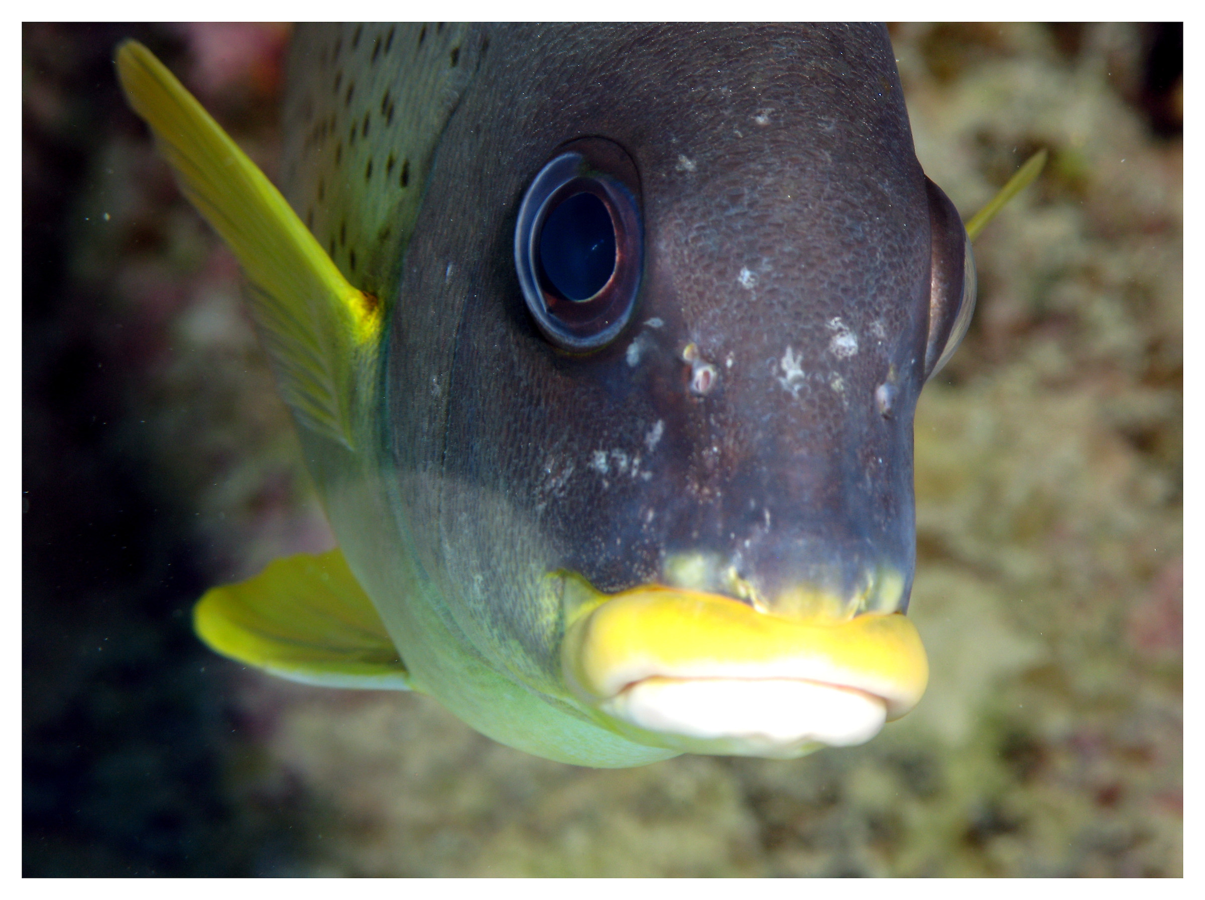 Lipstick Yellow lips