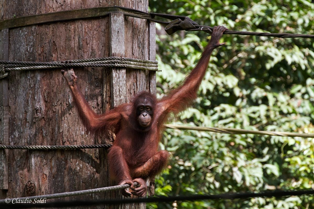 Orangutan Tango - Sepilok center