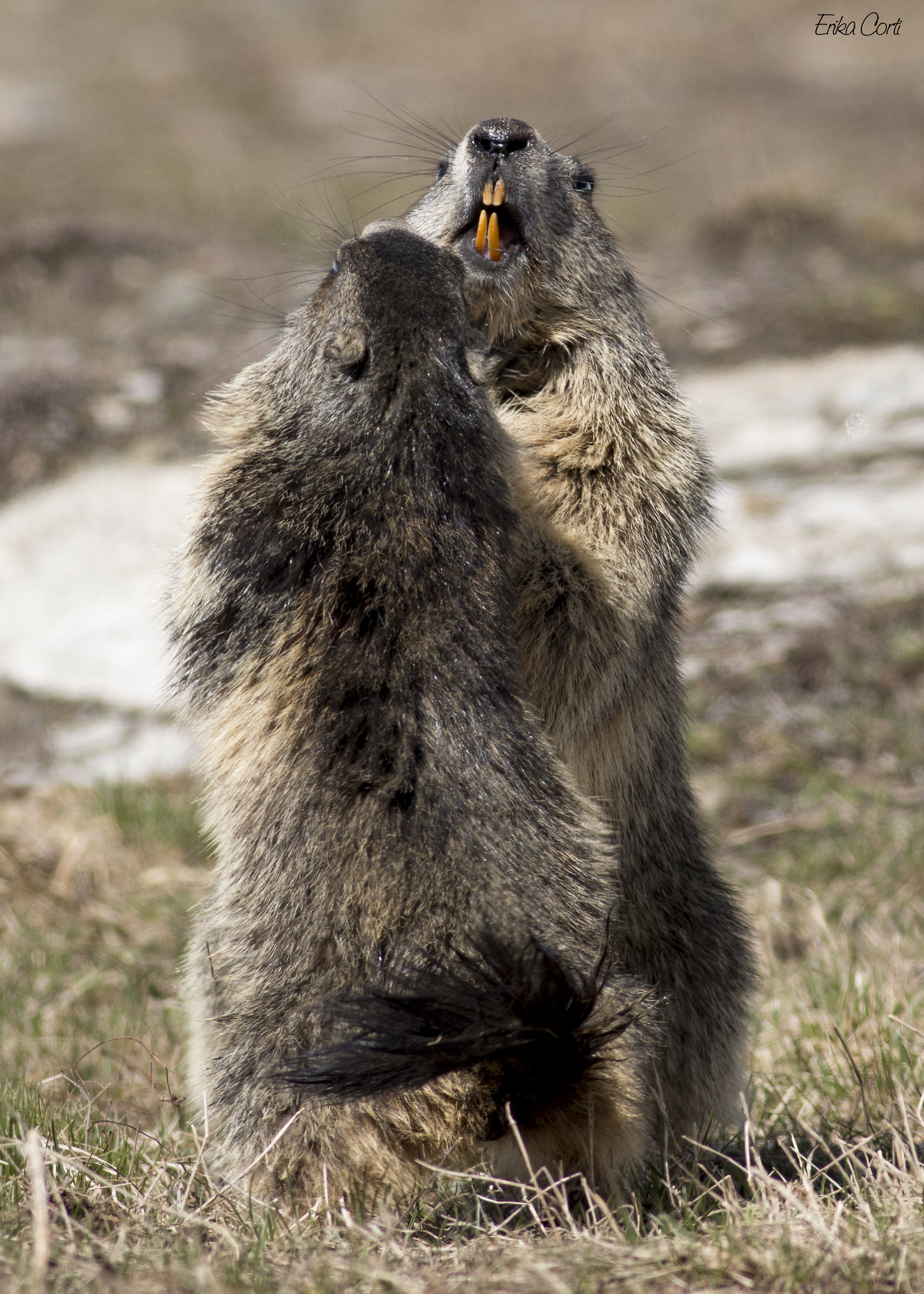 Move away! - Marmotte