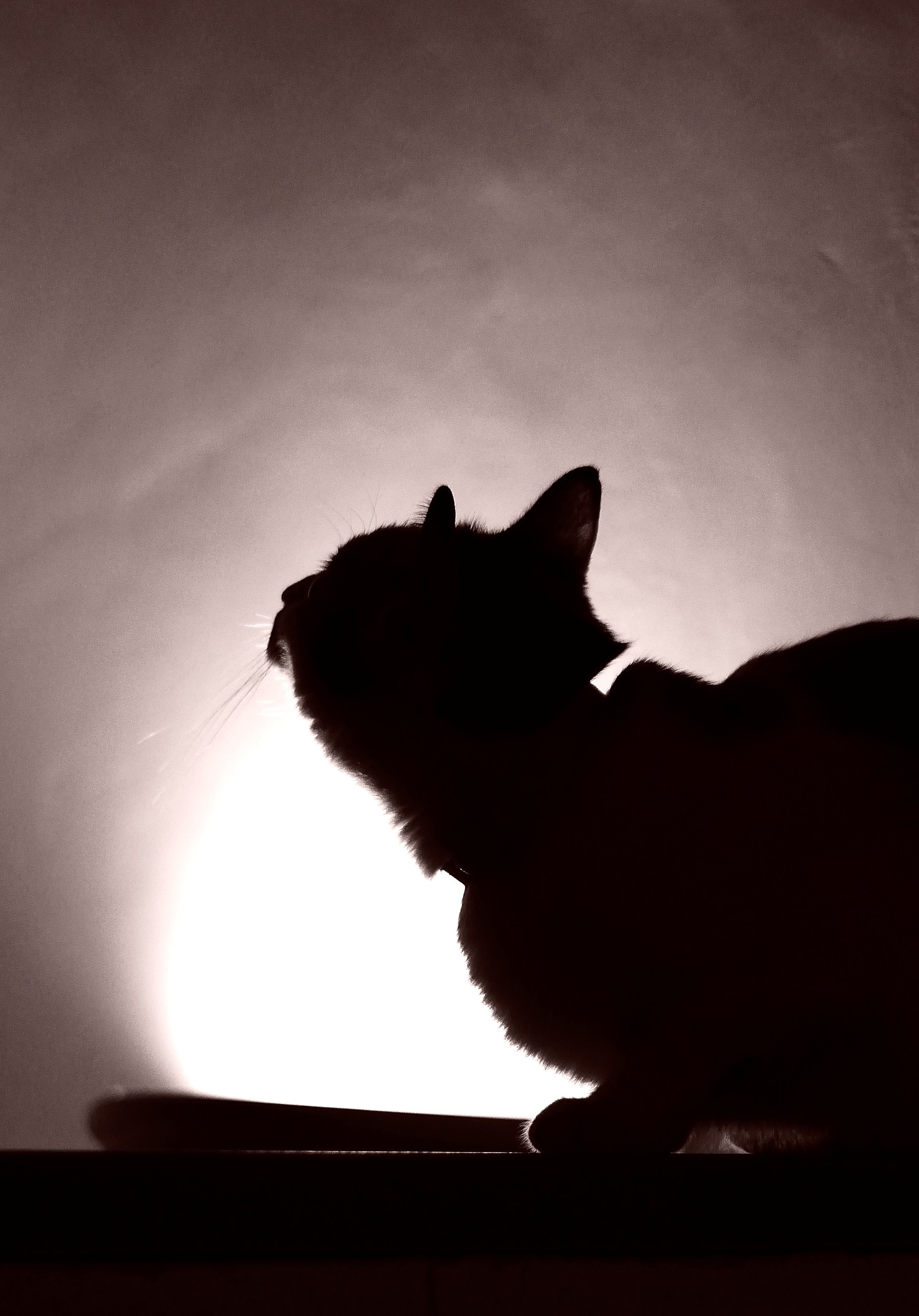 Thoughts of cat toe 2