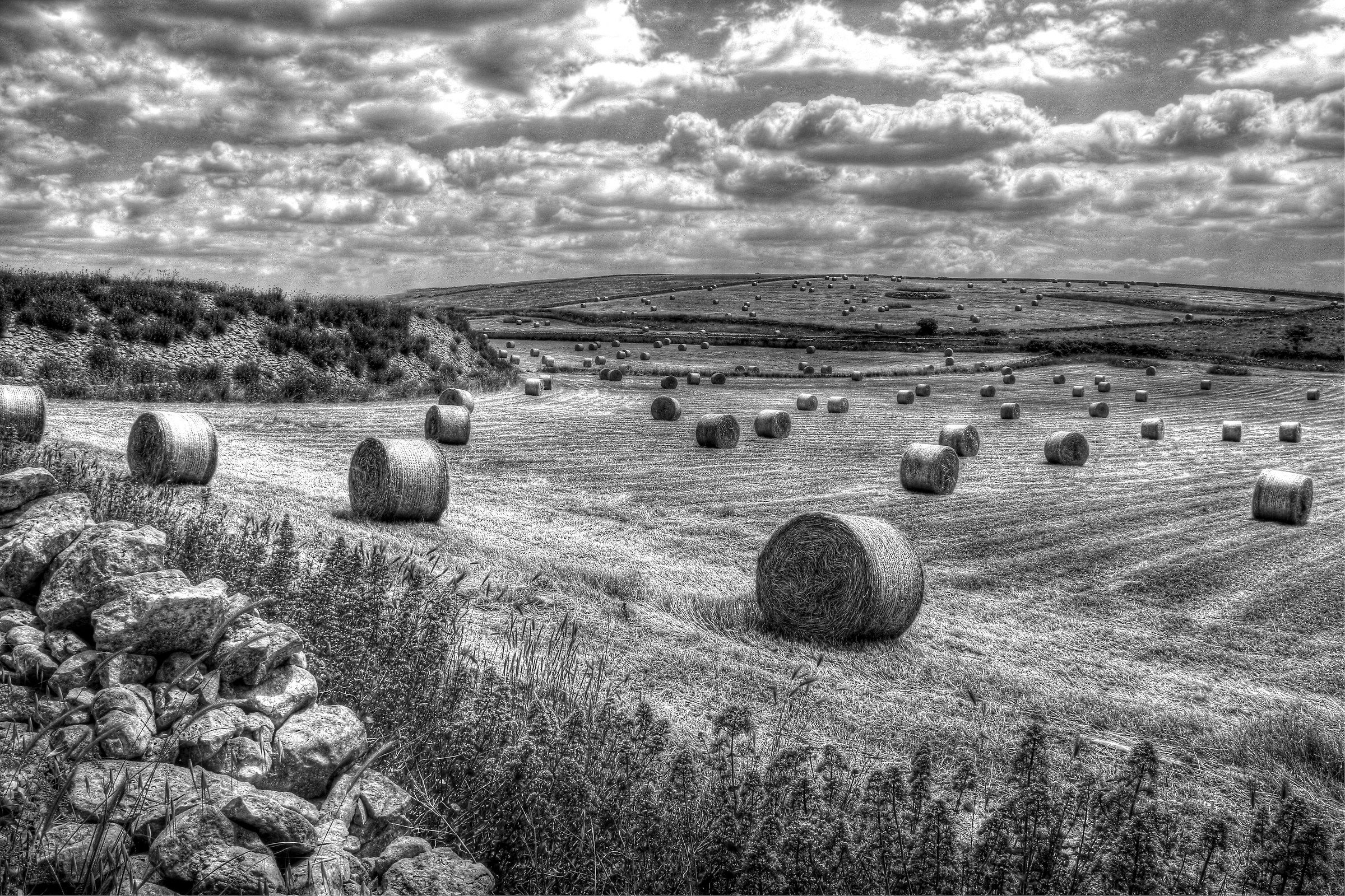 Chi semina, raccoglie...anche in B/N