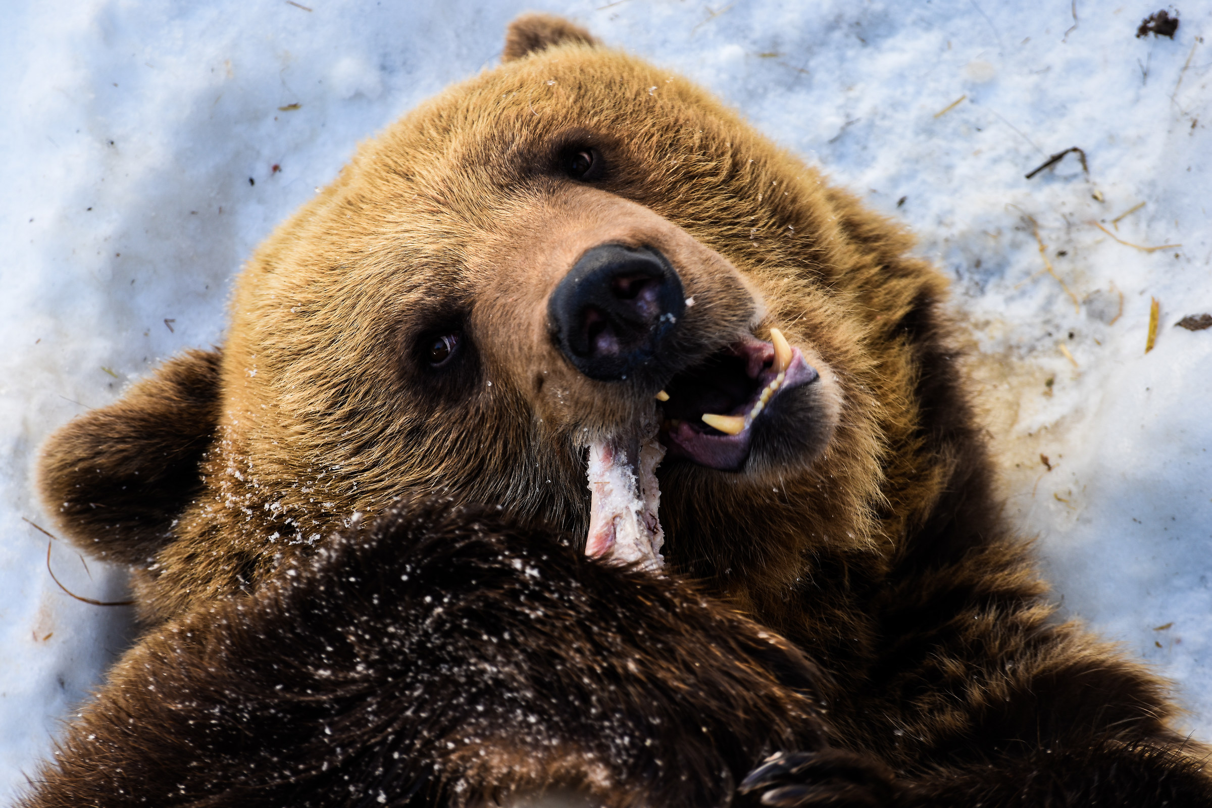 L'orso assapora la sua preda