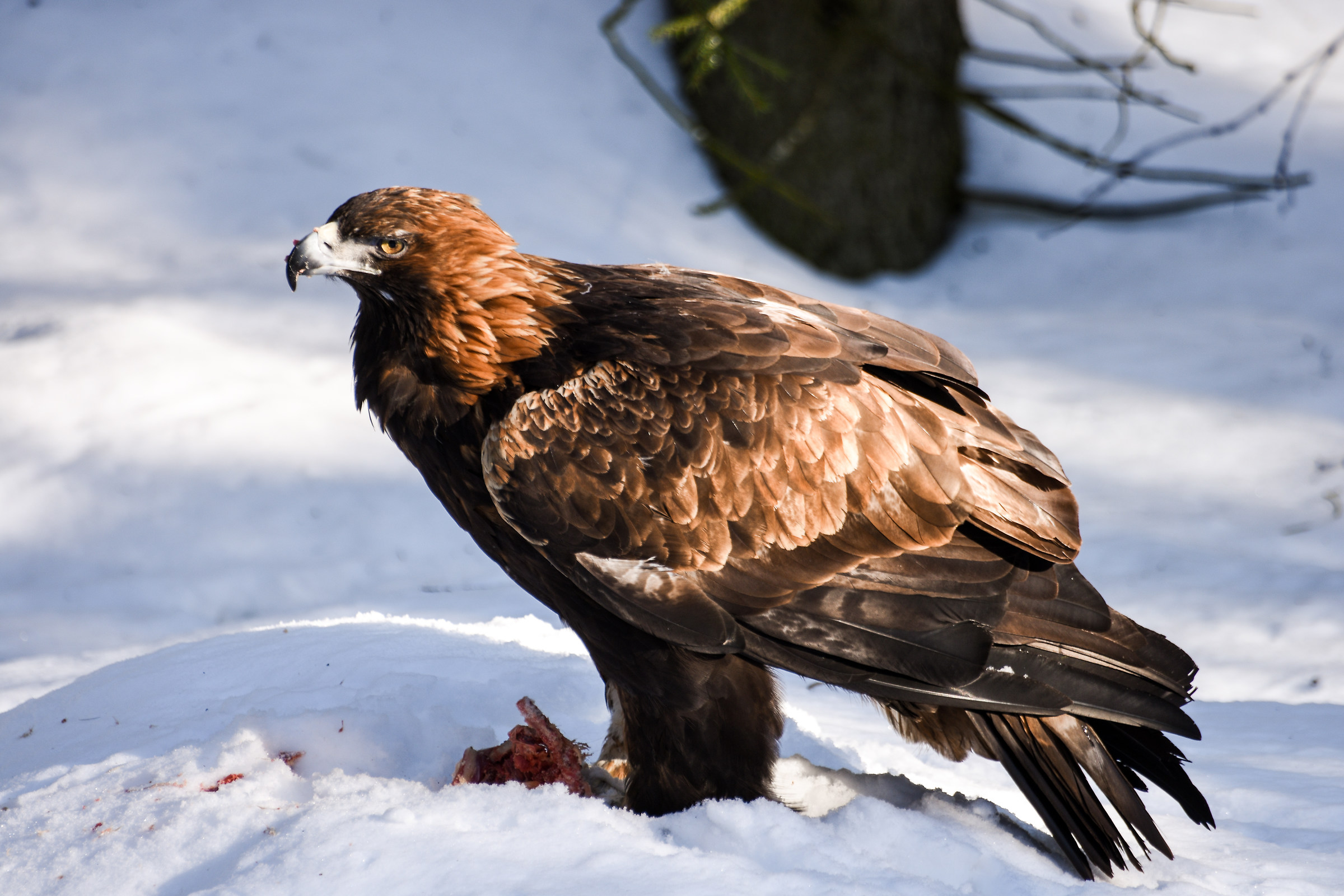 L'aquila con una piccola preda tra le zampe