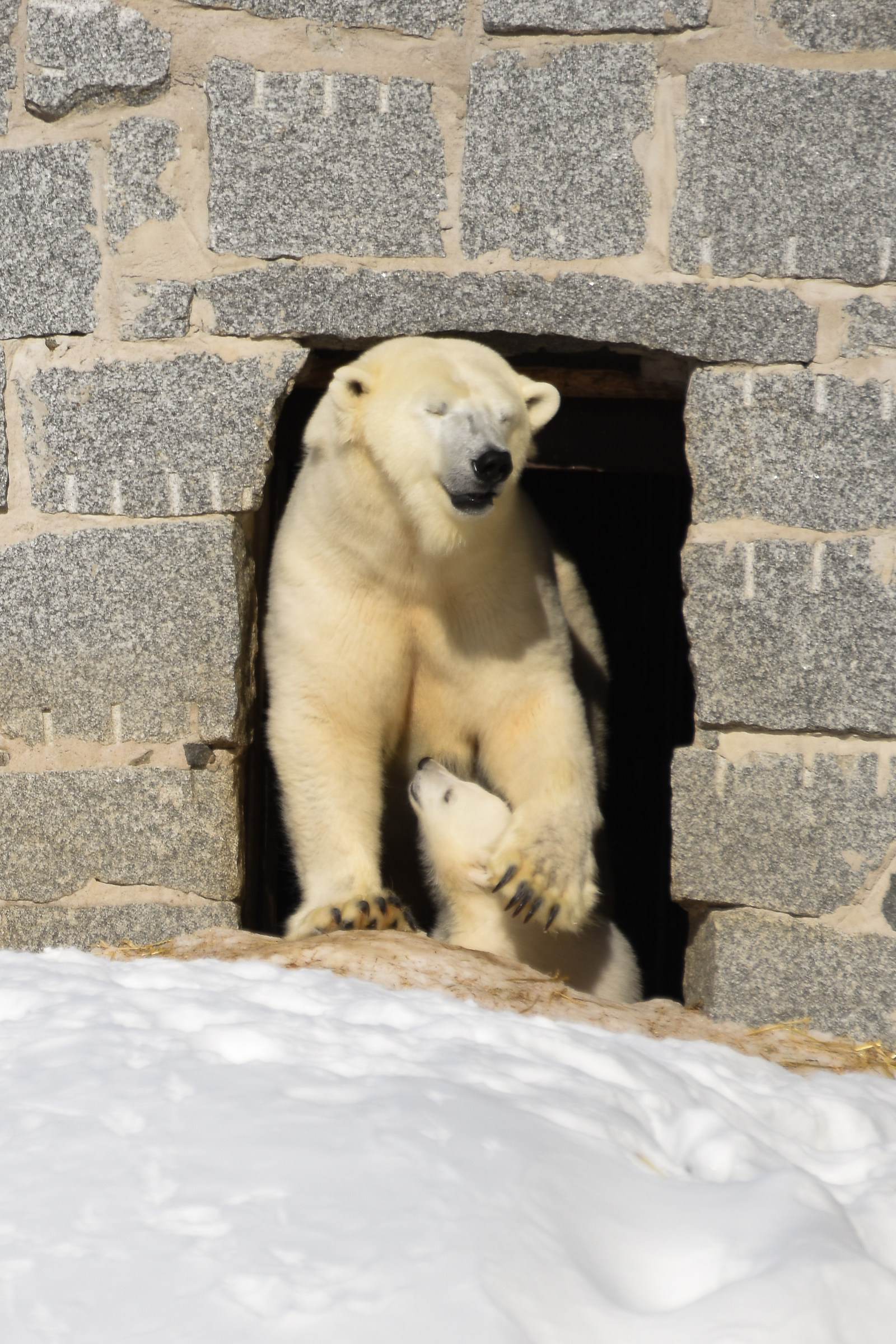 Orsa polare con il suo cucciolo