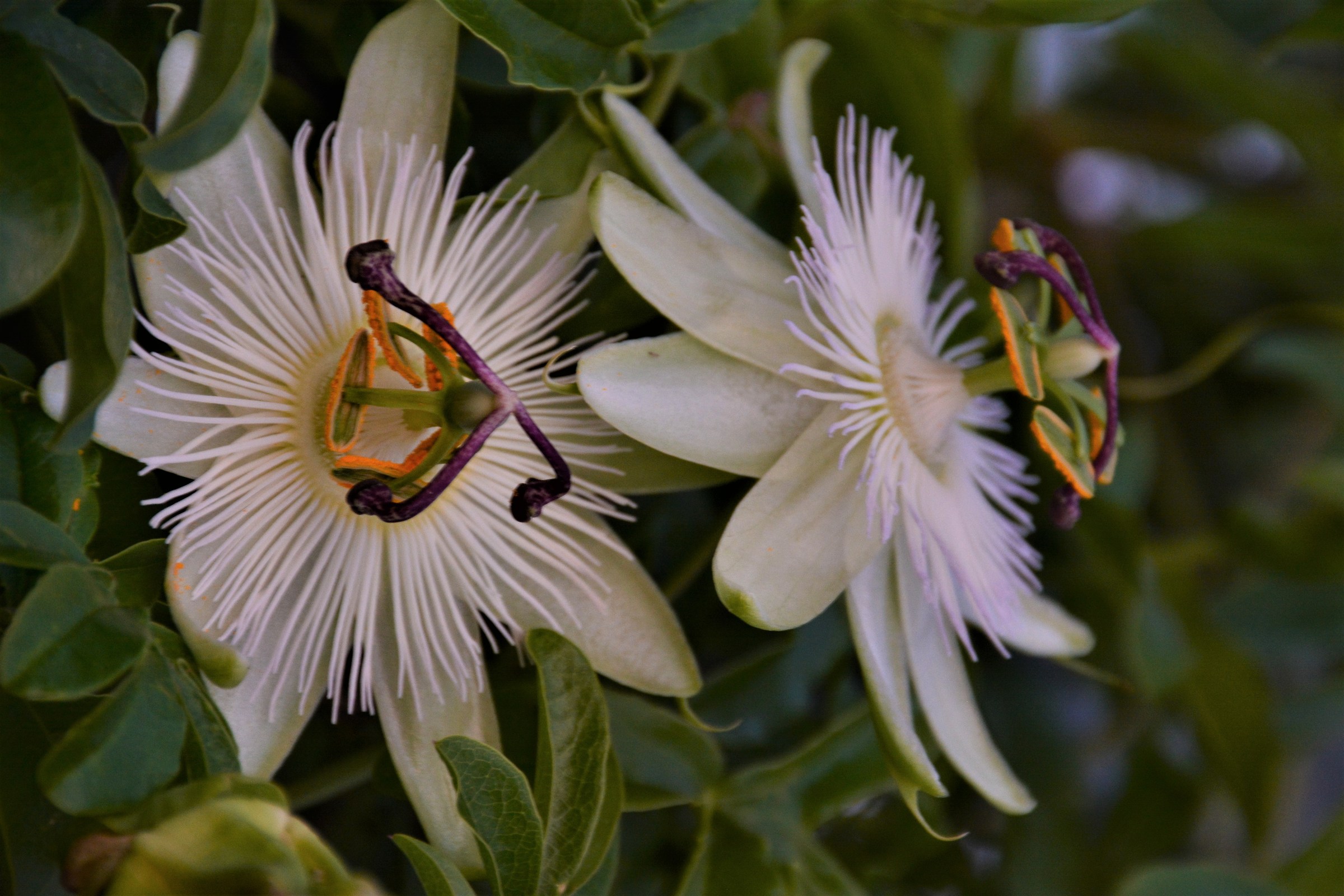 passiflora