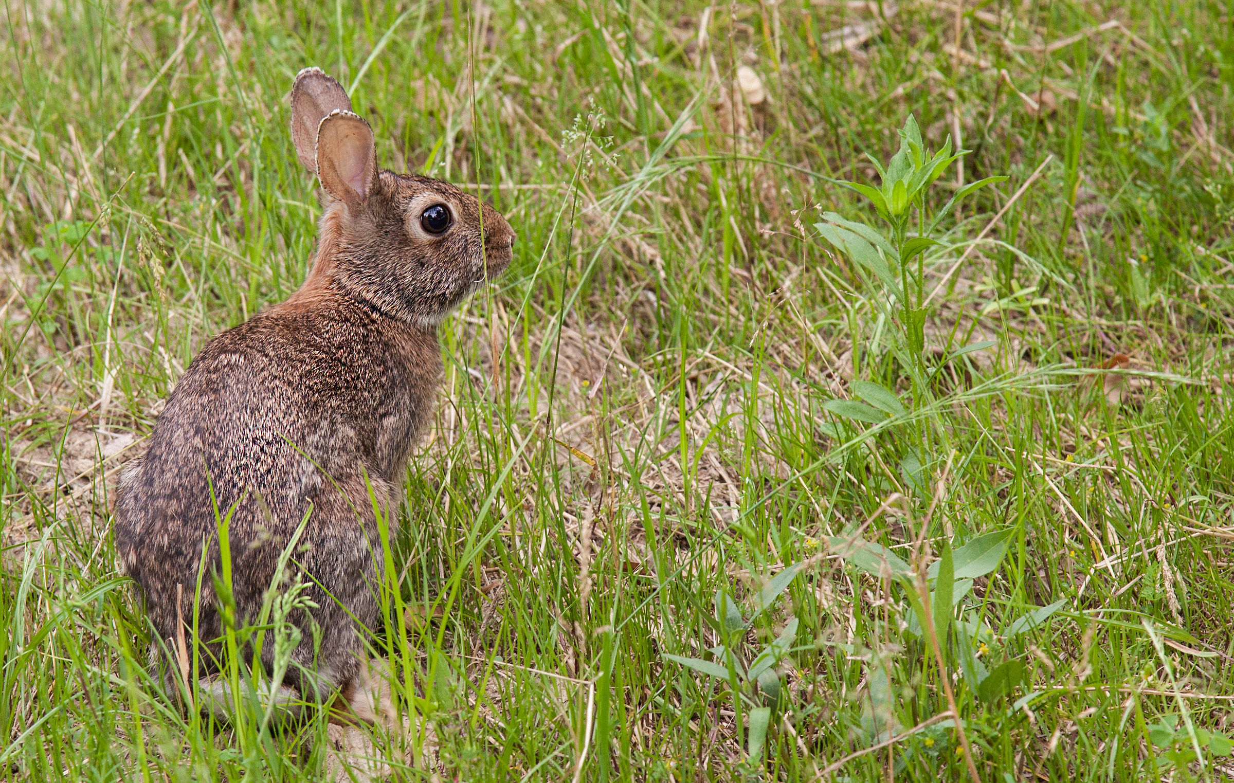 Leveret