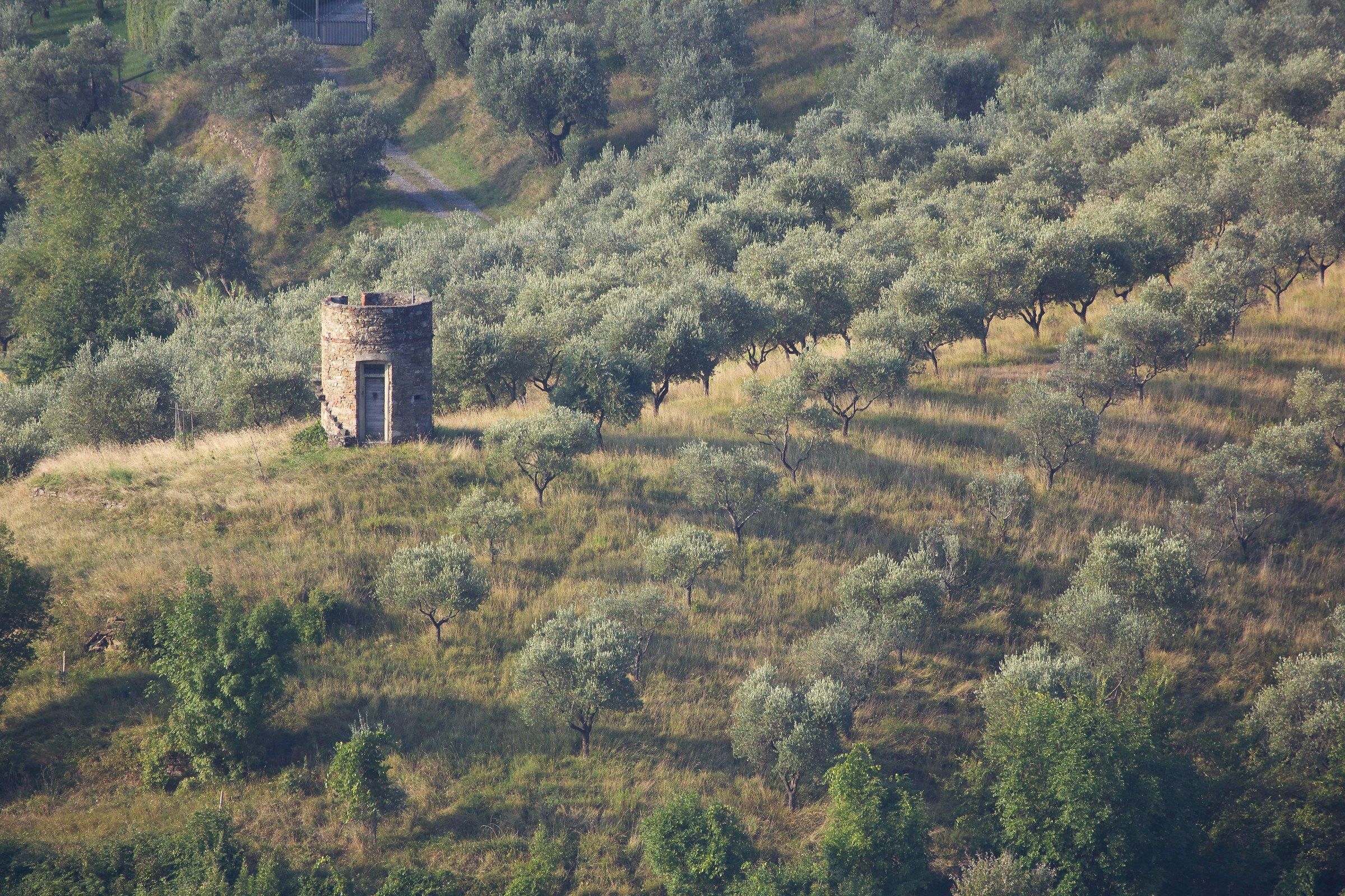 Olive groves in Pistoia