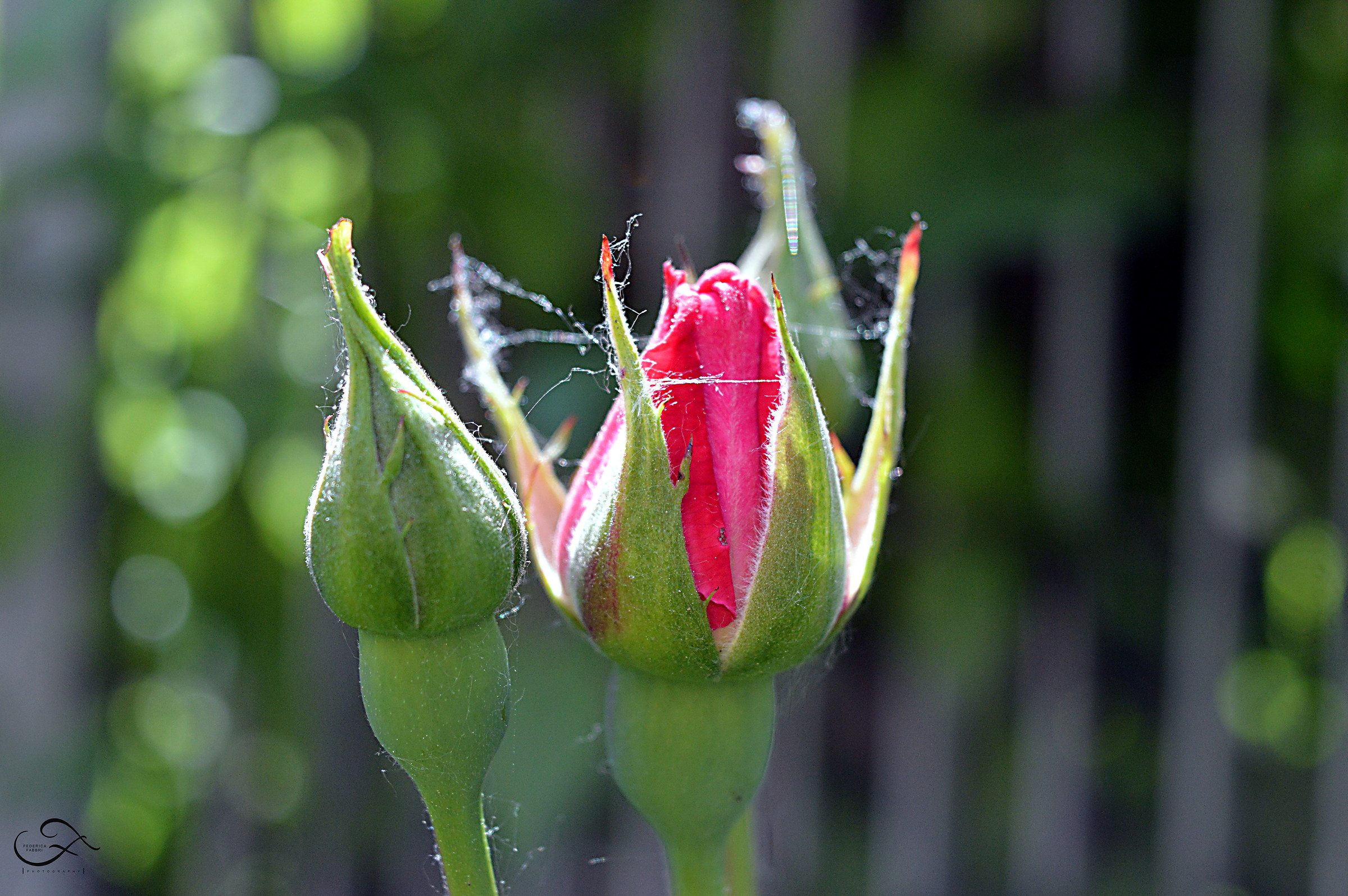 la bellezza dei fiori