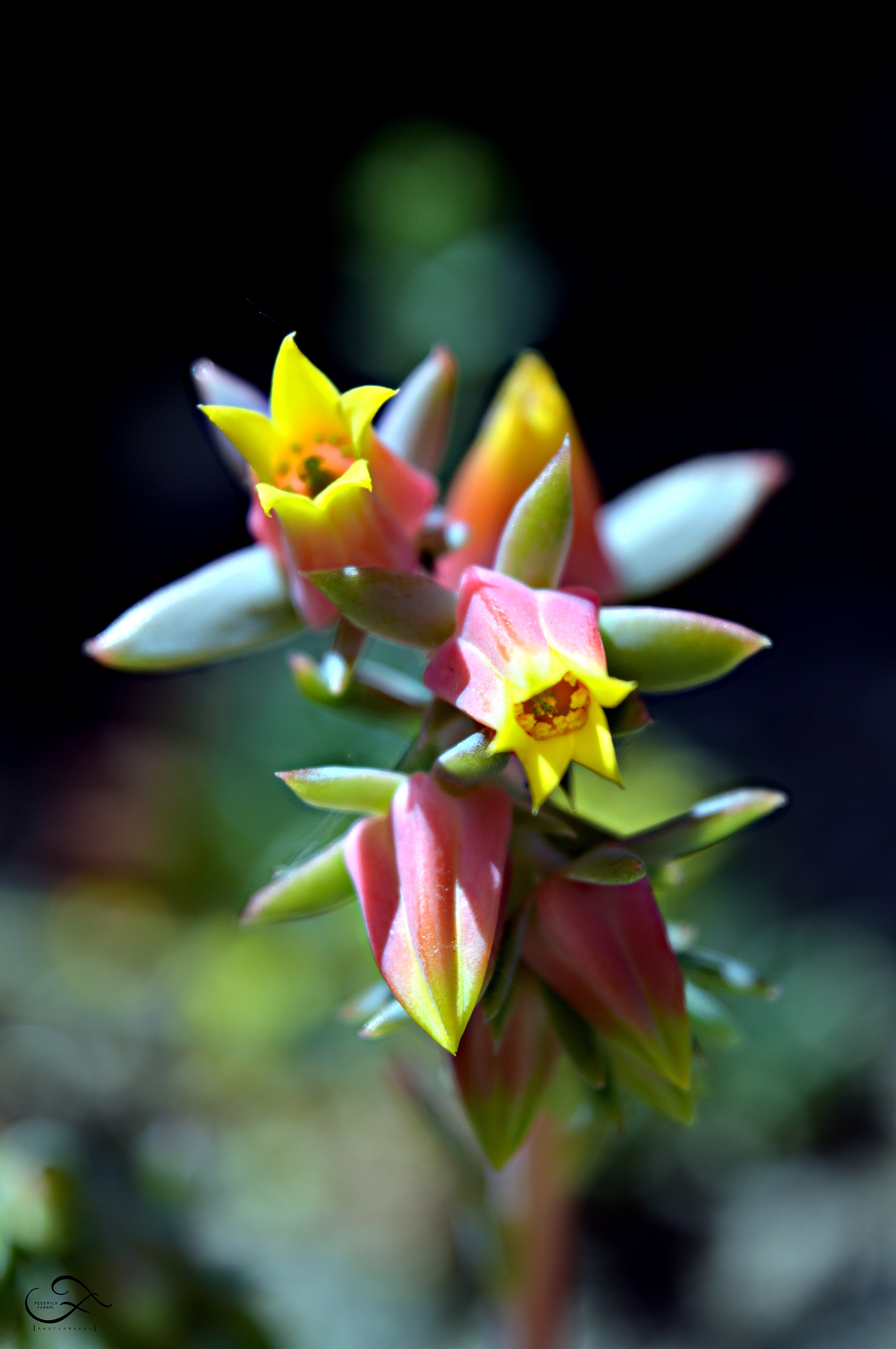 la bellezza dei fiori