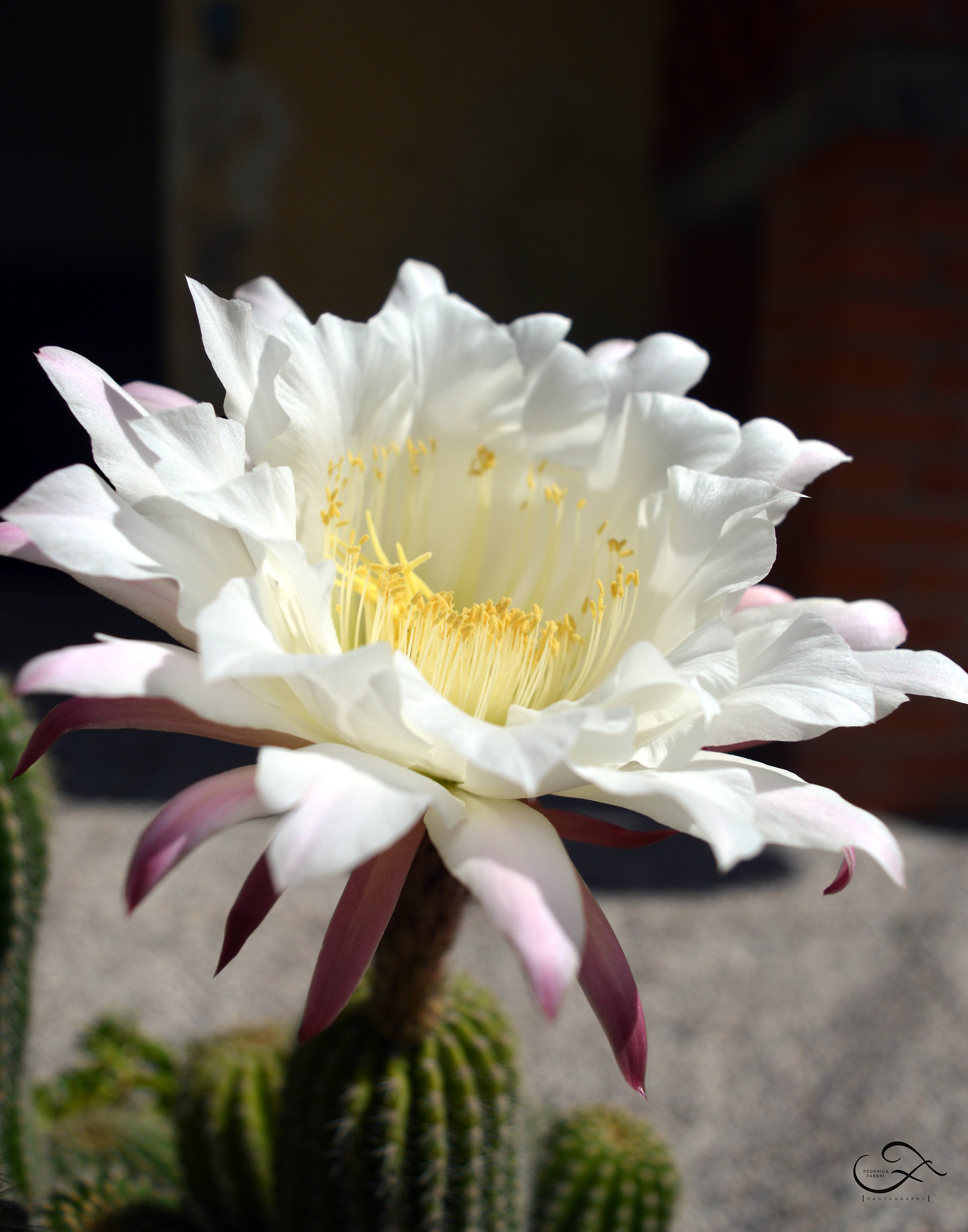la bellezza dei fiori