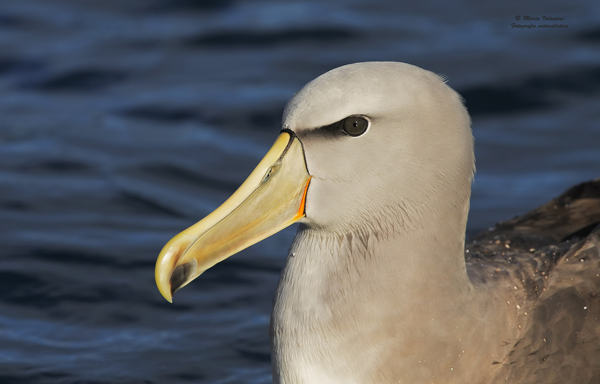 Albatross by Salvin