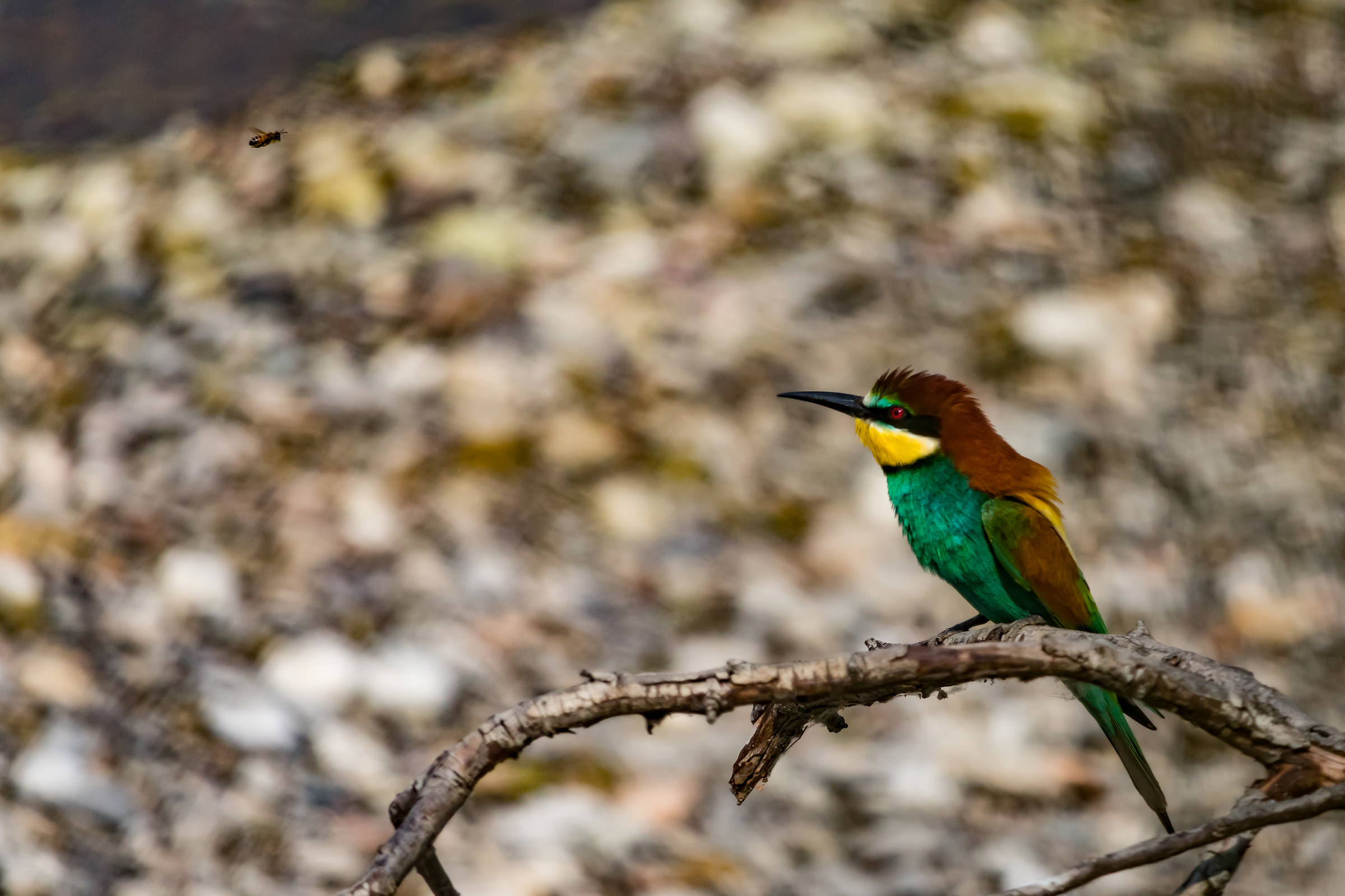 When the snack passes over to the beak