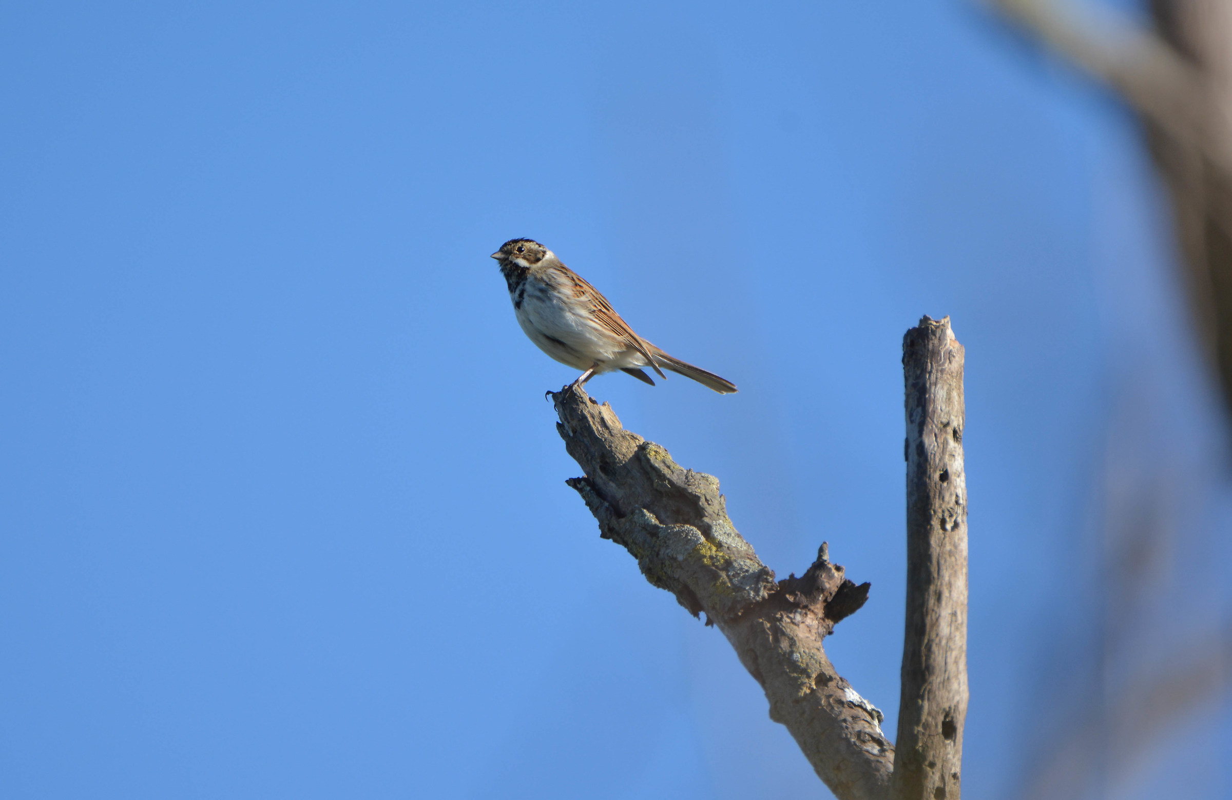 Migliarino di palude