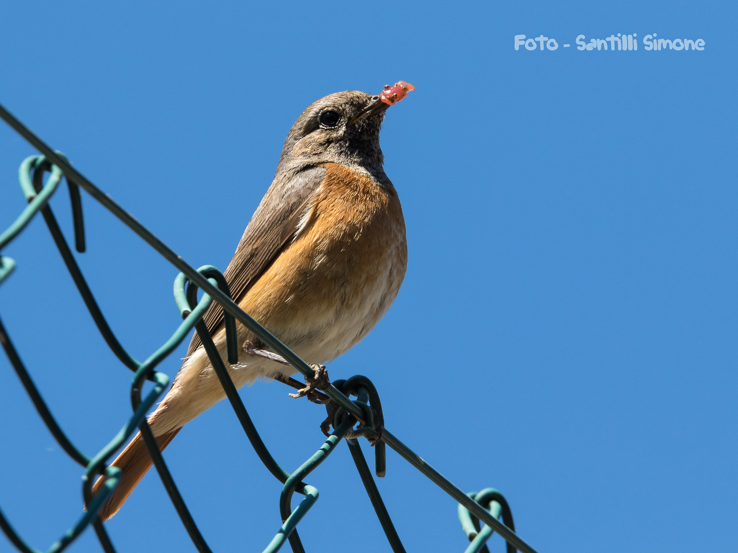 The return of his friend Codirosso