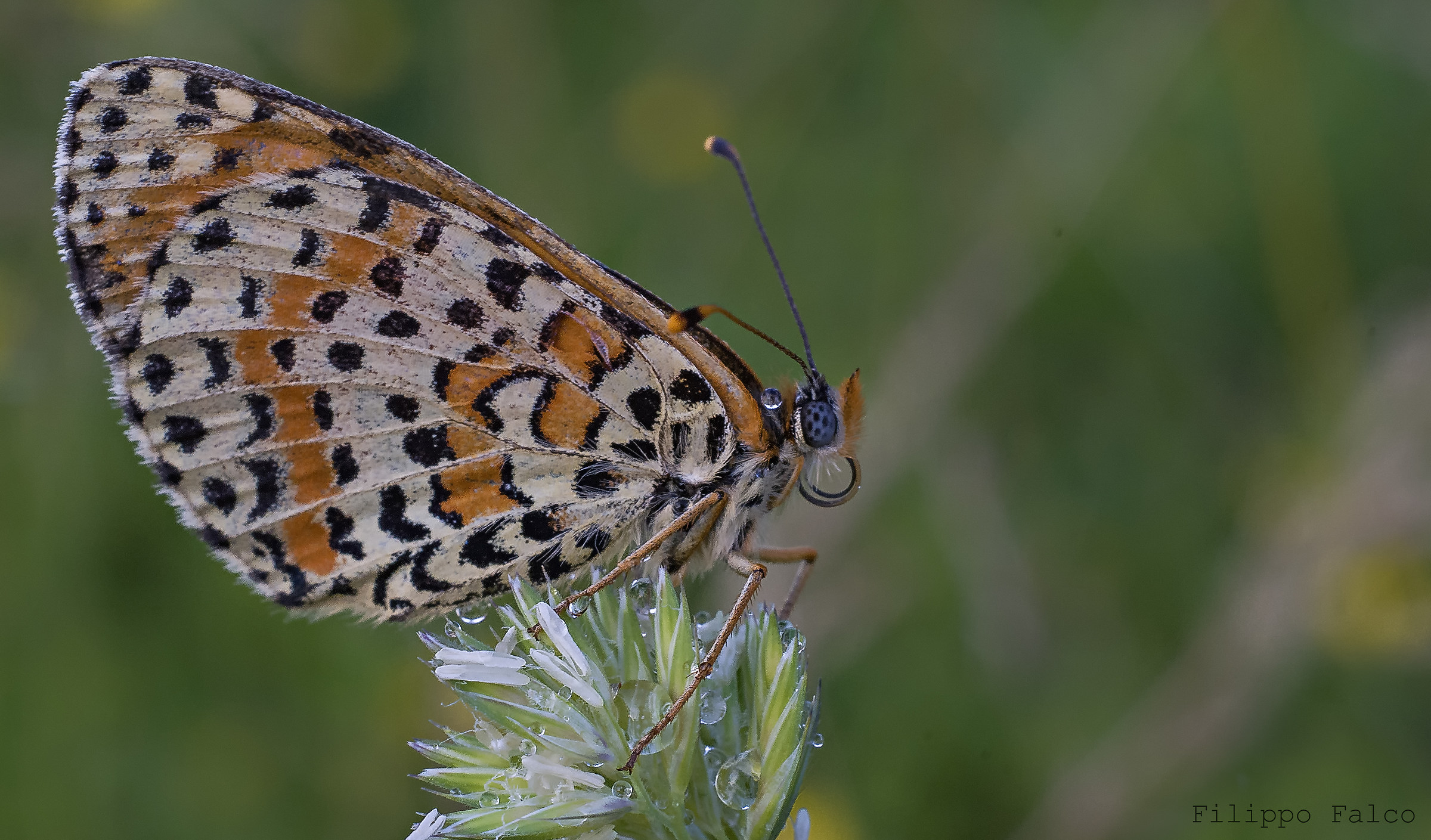 Melitaea didyma