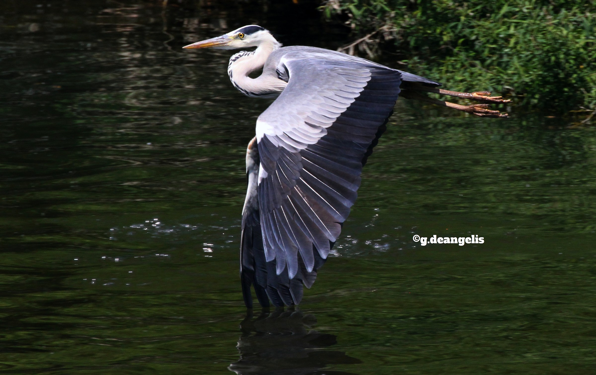 Grass heron