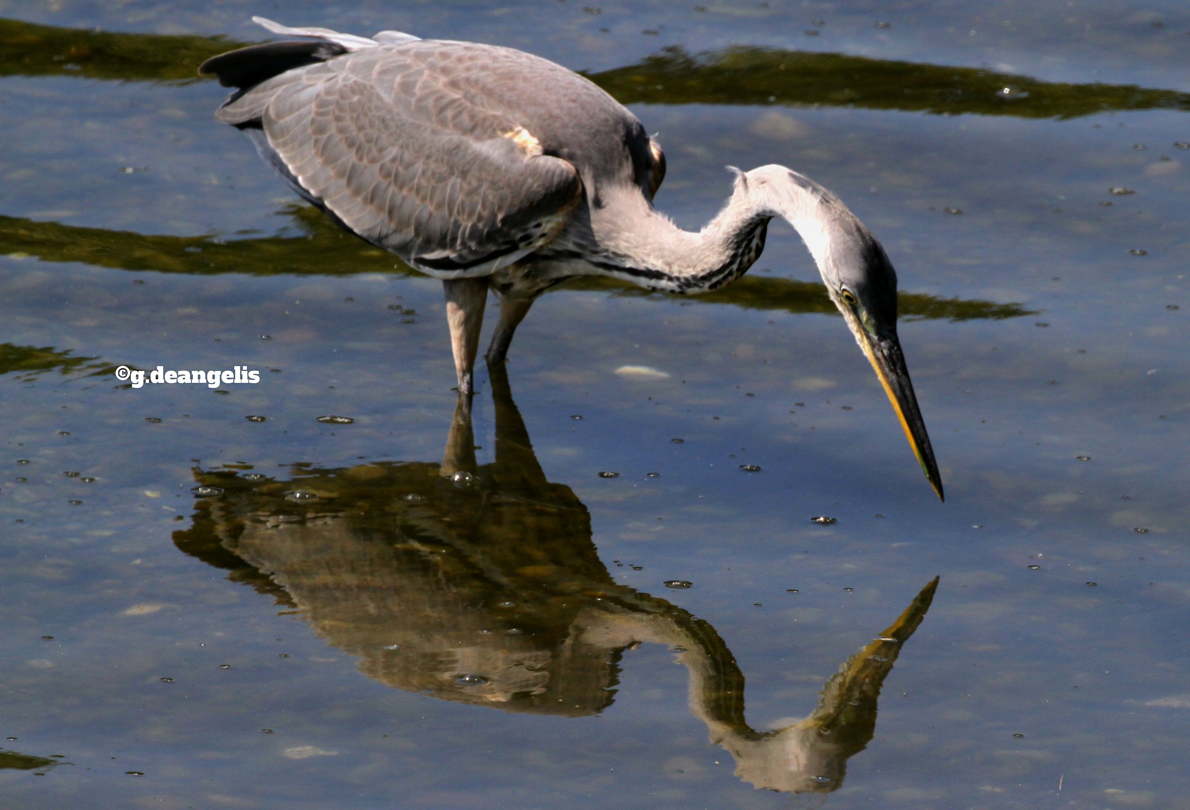 Young hawthorn heron